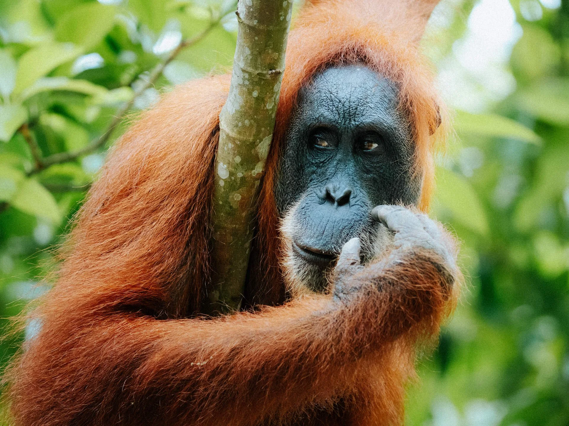 A close-up of an orangutan with reddish-brown fur, holding a branch while touching its nose with its finger in a lush green forest.