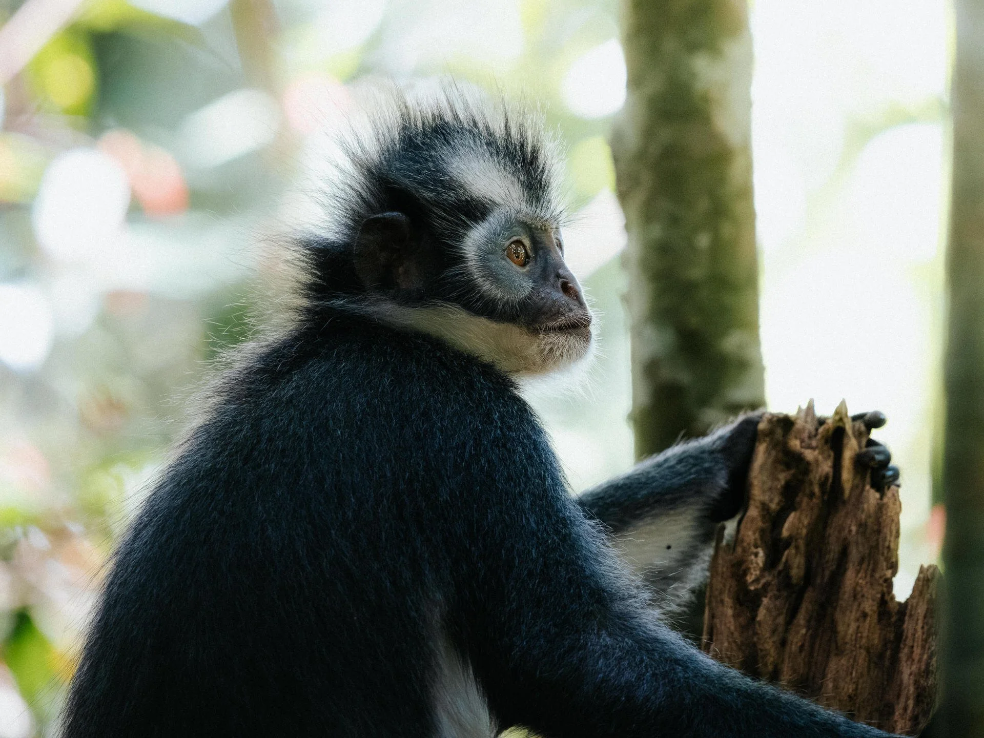 Young black and white colobus monkey sitting on a tree branch, looking to the right.