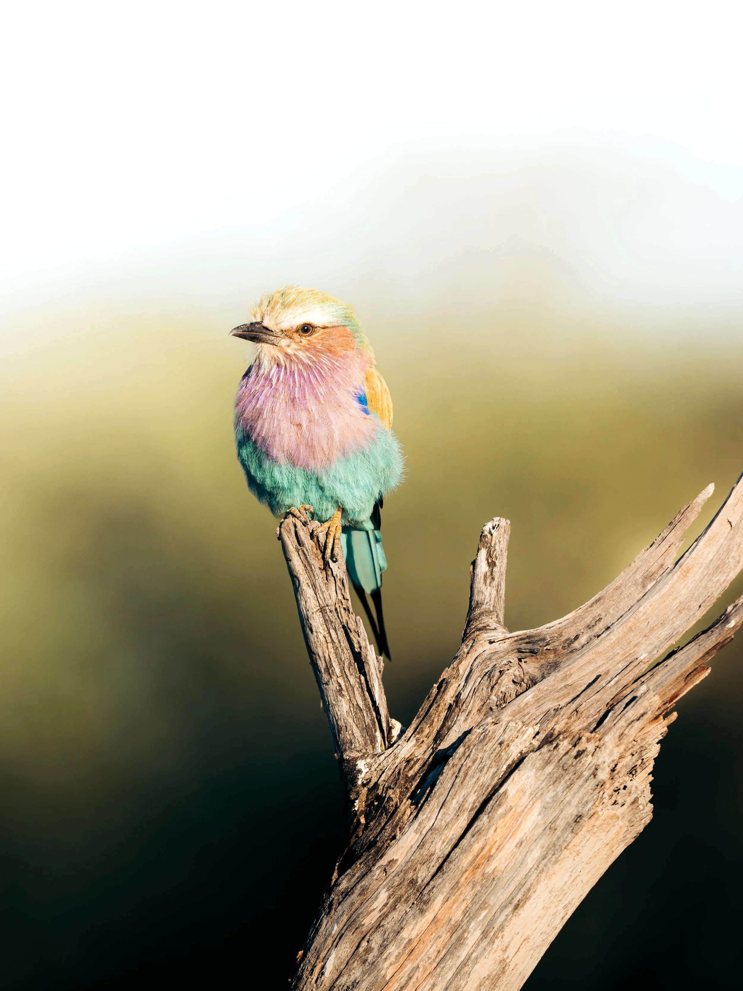 A colorful bird with pink, green, blue, and yellow feathers perched on a weathered tree branch.