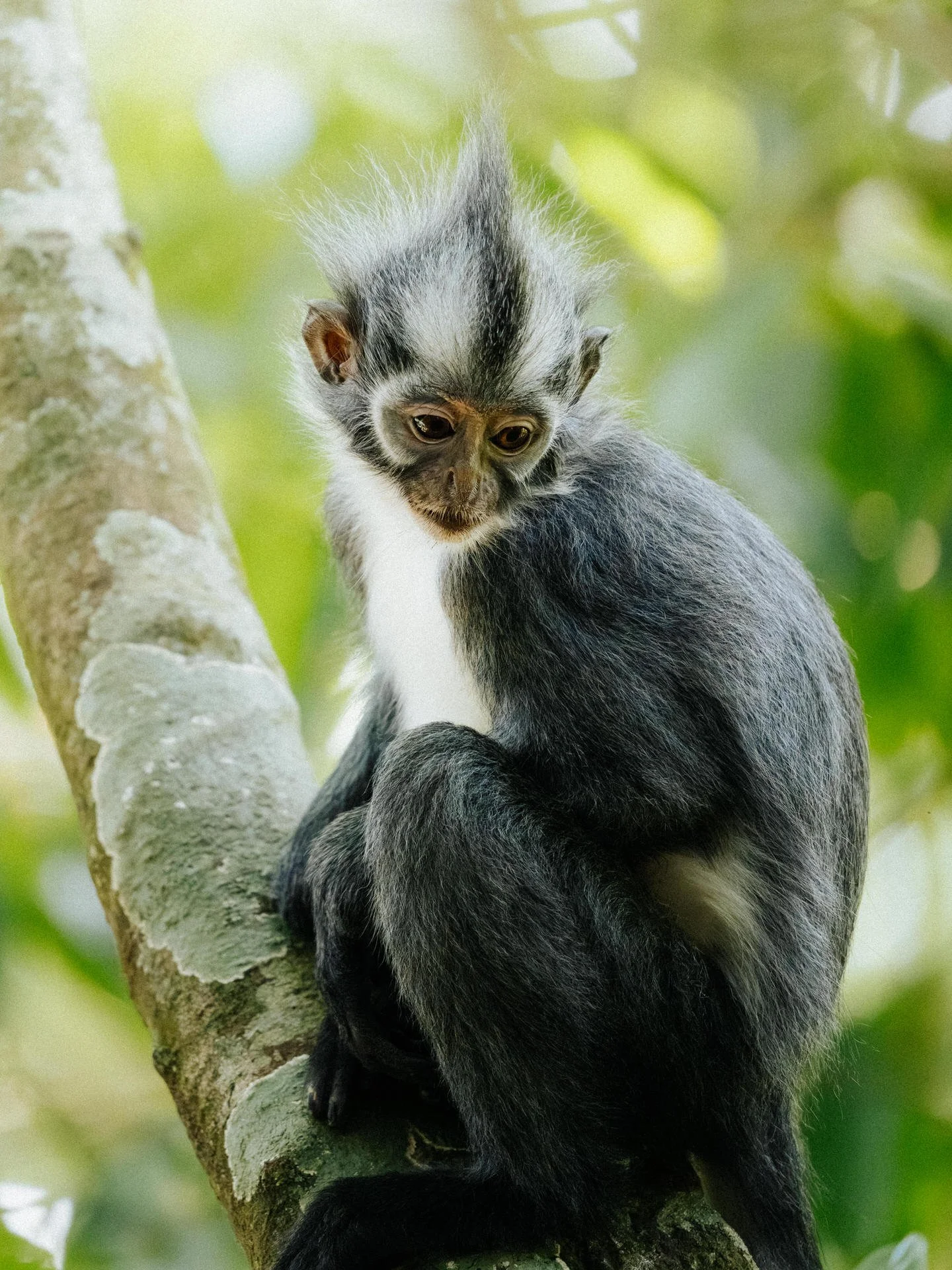 A young black-and-white monkey with a tufted head sitting on a tree branch in a lush green forest.