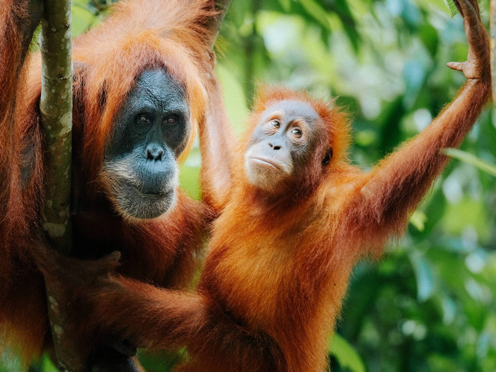 Two orangutan monkeys, one adult with a black face and the other juvenile with a lighter face, perched on a tree branch in a lush green jungle.