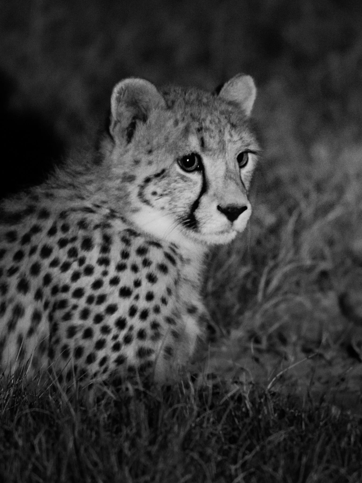 Close-up black and white photo of a cheetah cub in grass, facing left with attentive eyes.