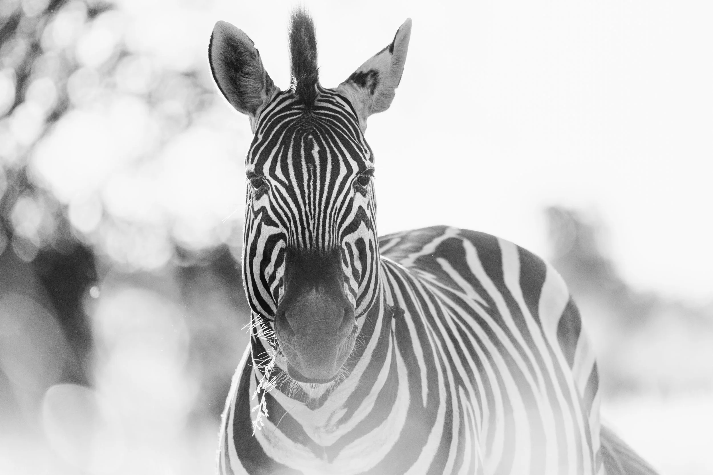 Black-and-white close-up of a zebra's face with striped pattern and large ears.