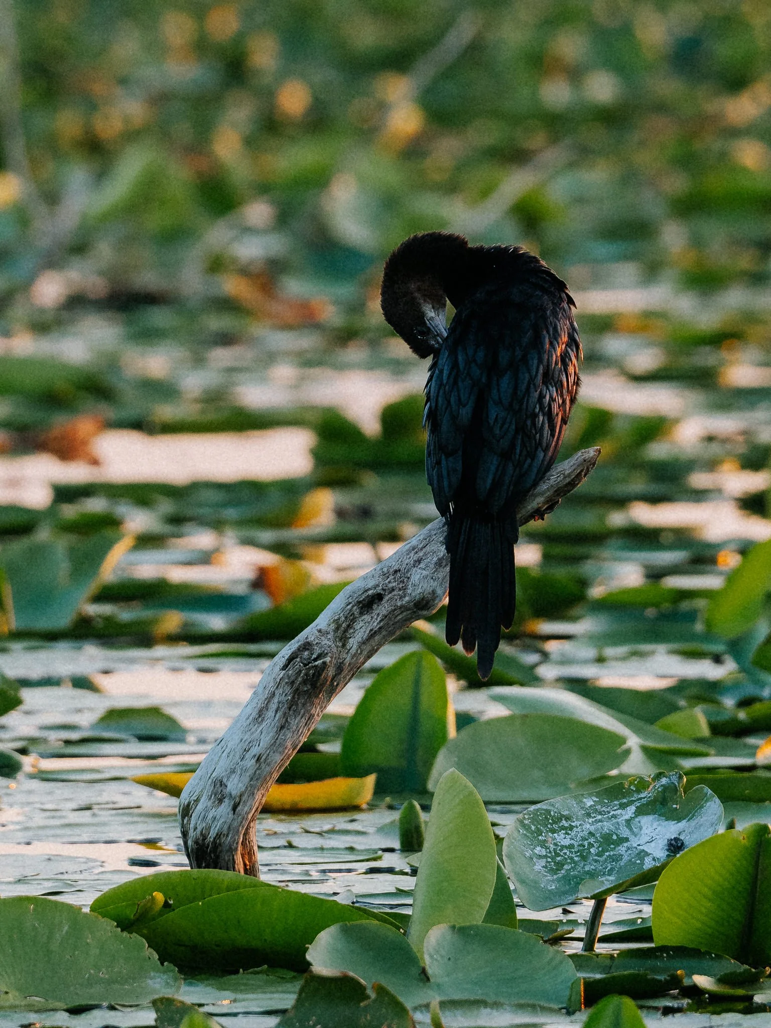 A black bird with glossy feathers is perched on a branch in a pond filled with green lily pads and some yellow flowers in the background.