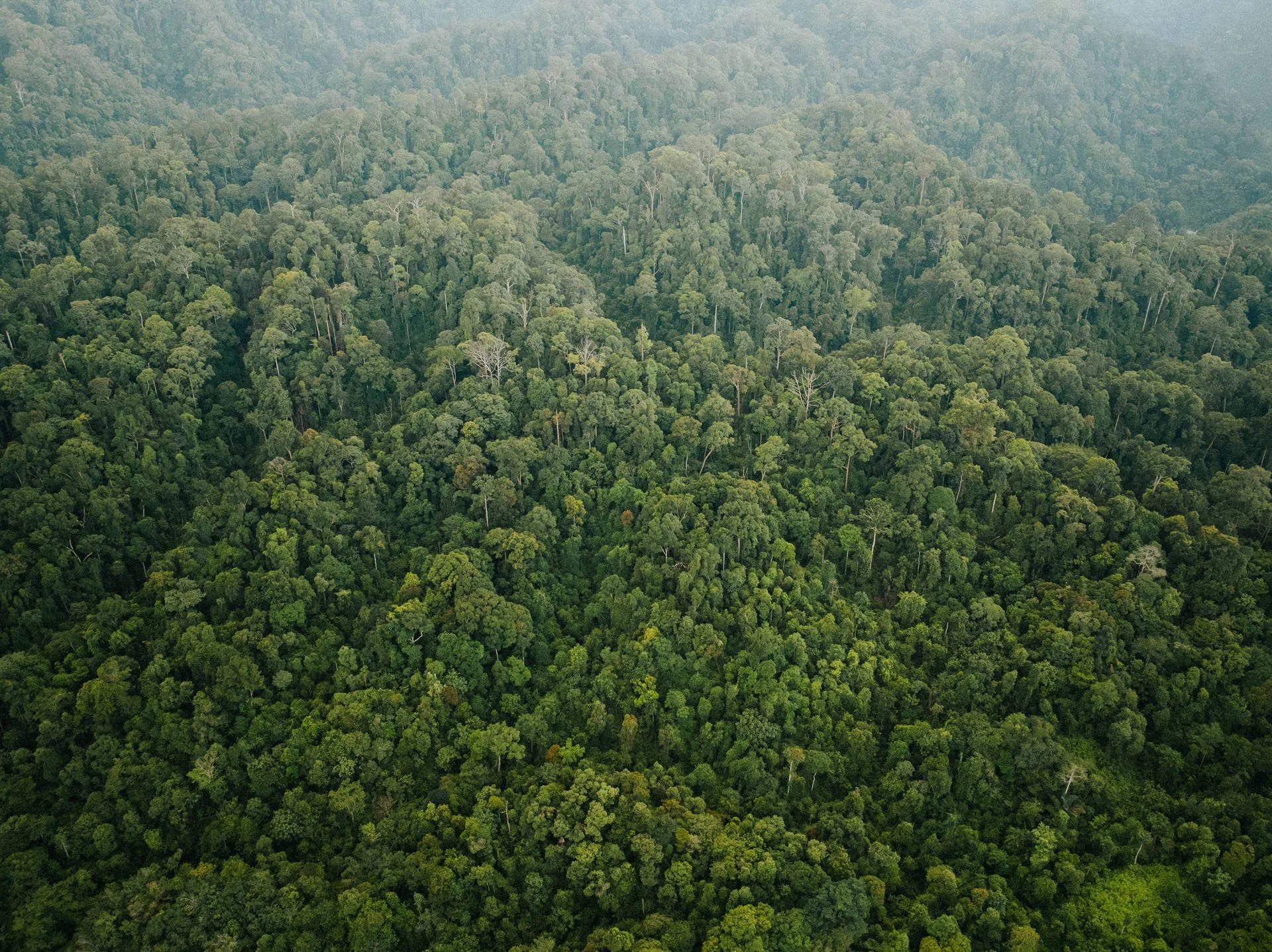 Aerial view of a dense green forest with a variety of trees on a mountain slope.