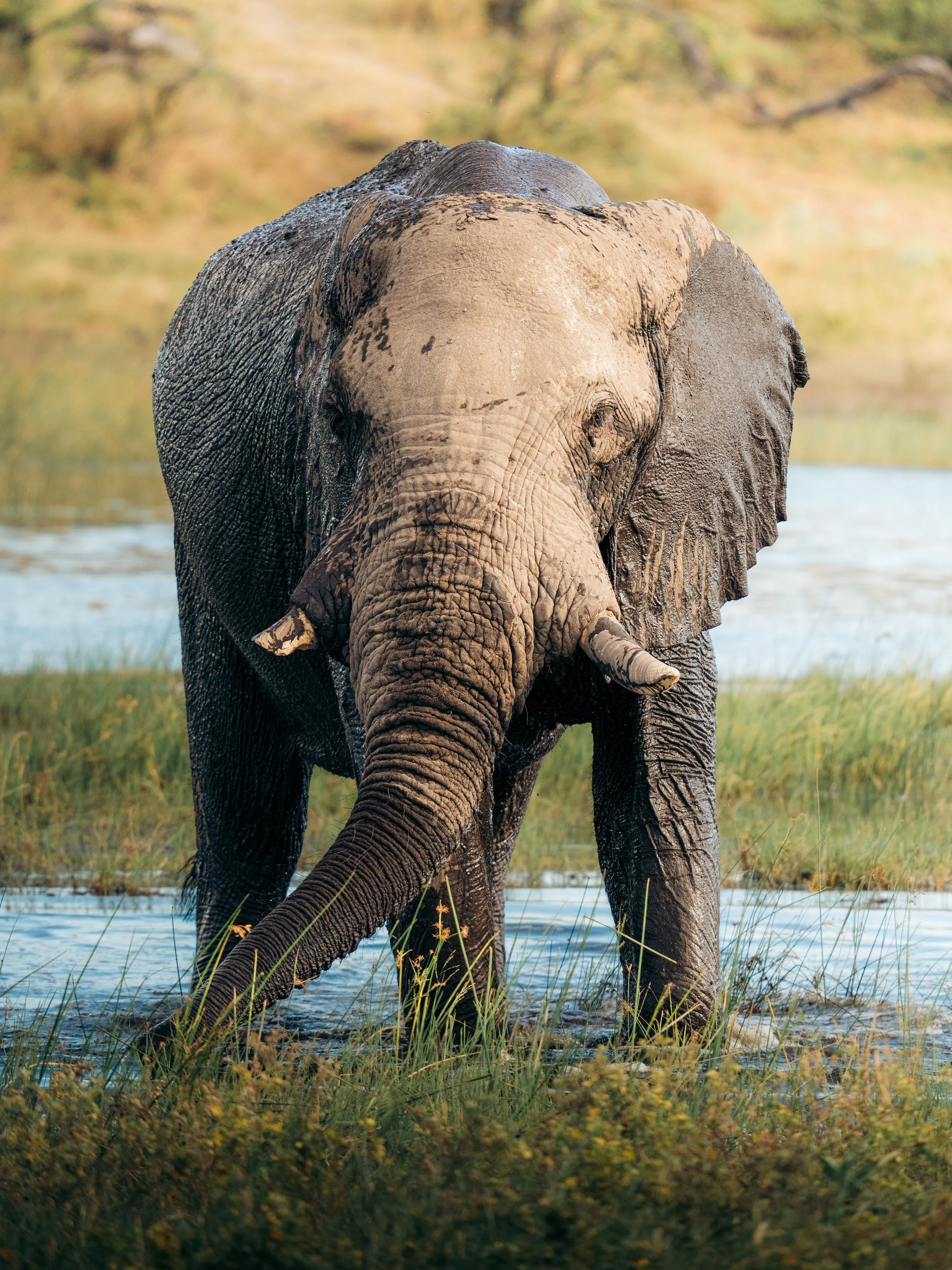 An adult elephant walking through a marshy area with tall grass, water, and trees in the background.
