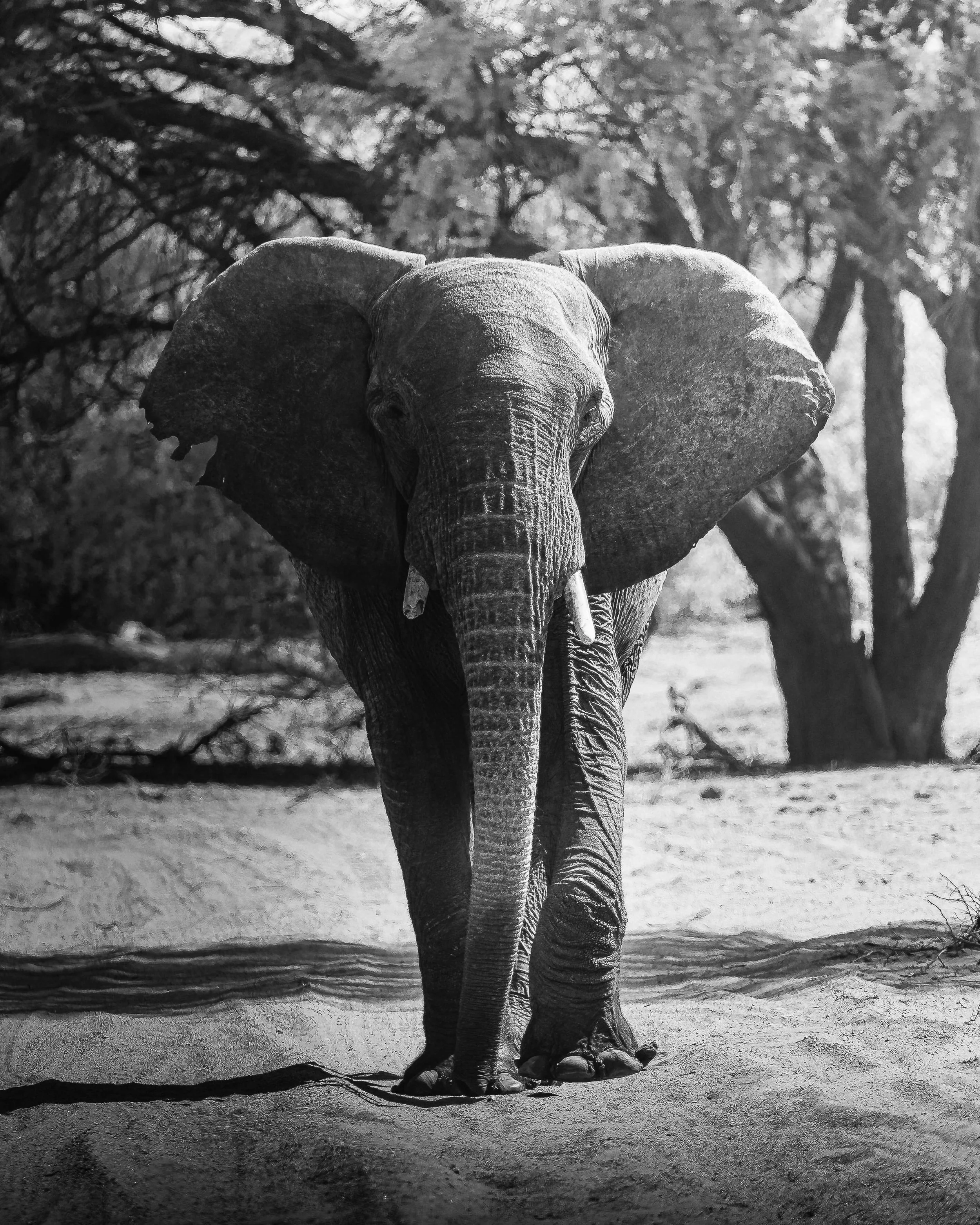 A black and white photograph of an elephant walking towards the camera in a sandy area with trees in the background.