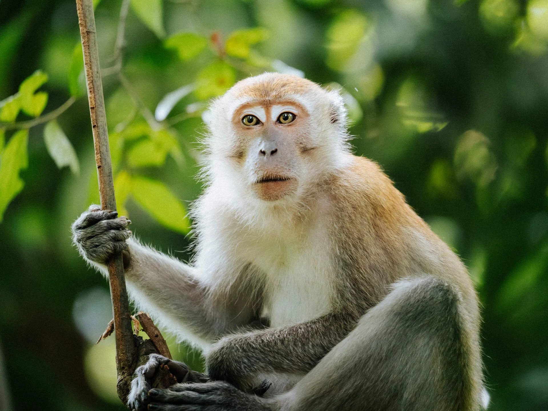 Close-up of a monkey sitting on a branch in a rainforest holding another branch, surrounded by green leaves.