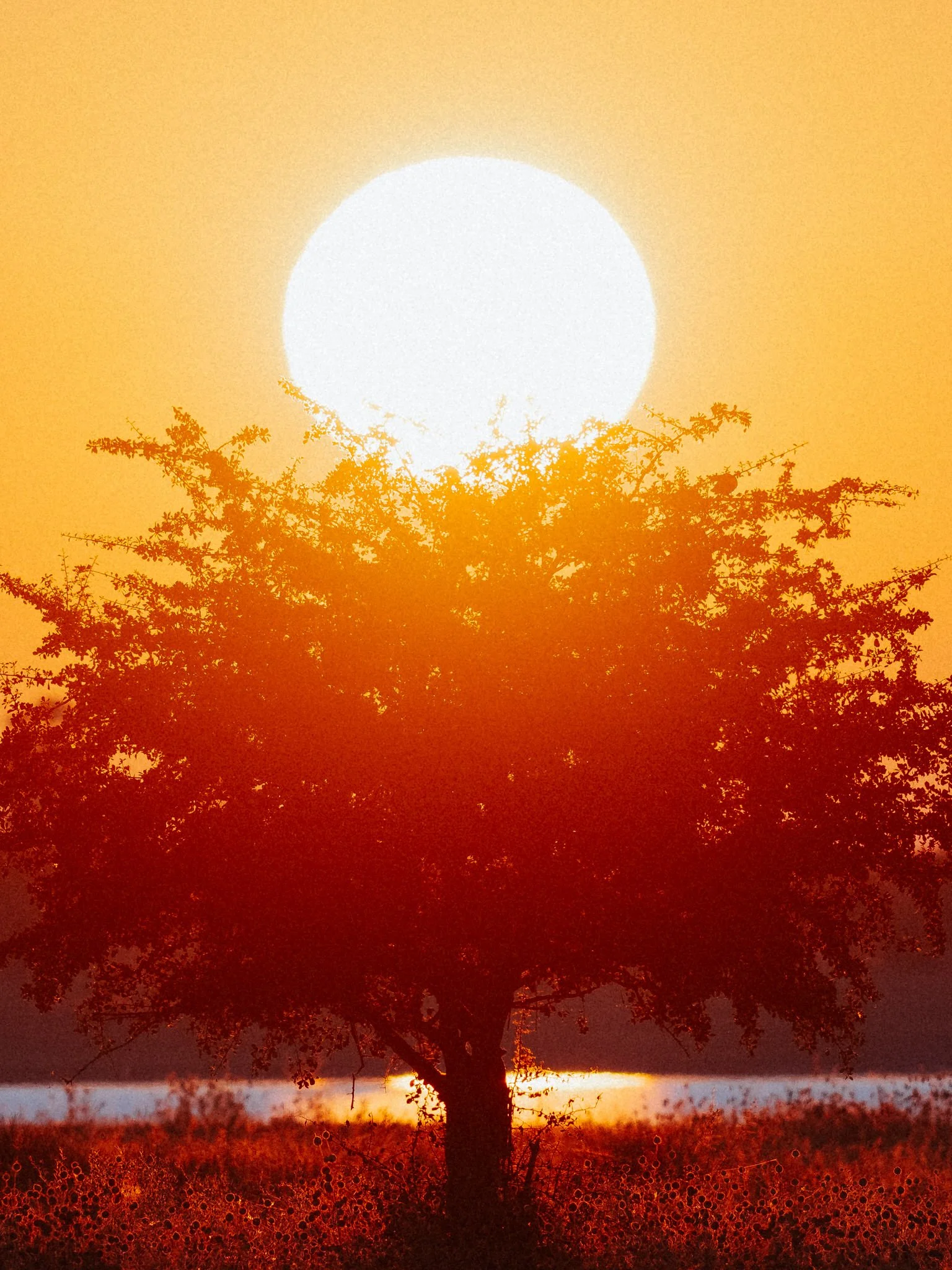 A tree with dense branches and leaves standing in front of a large, bright setting sun. The sky is orange and yellow, indicating sunset or sunrise.