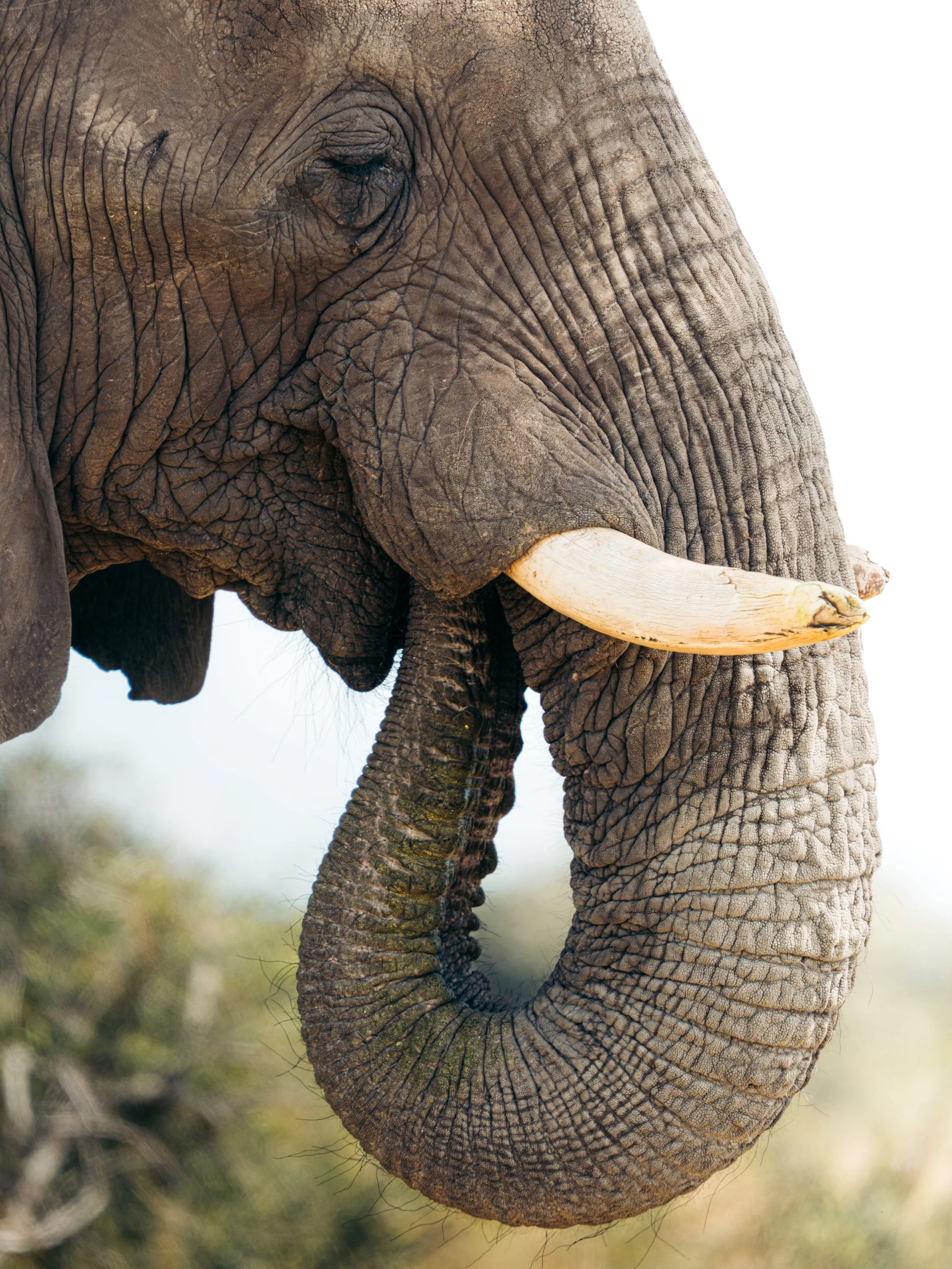 Close-up of an elephant's head, showing its eye, textured skin, and curved tusk, with a blurred natural background.