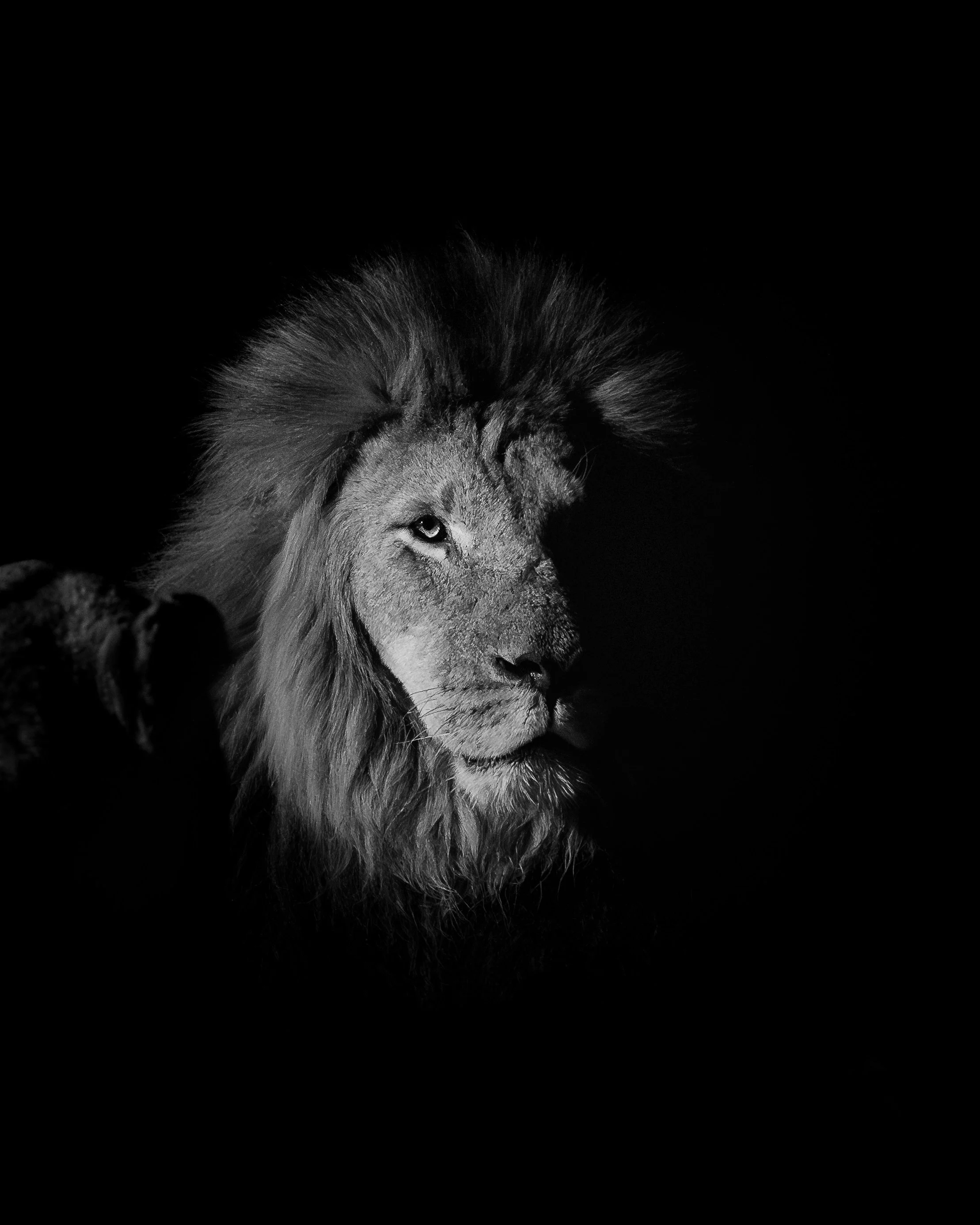 A black and white portrait of a lion with a dark background.