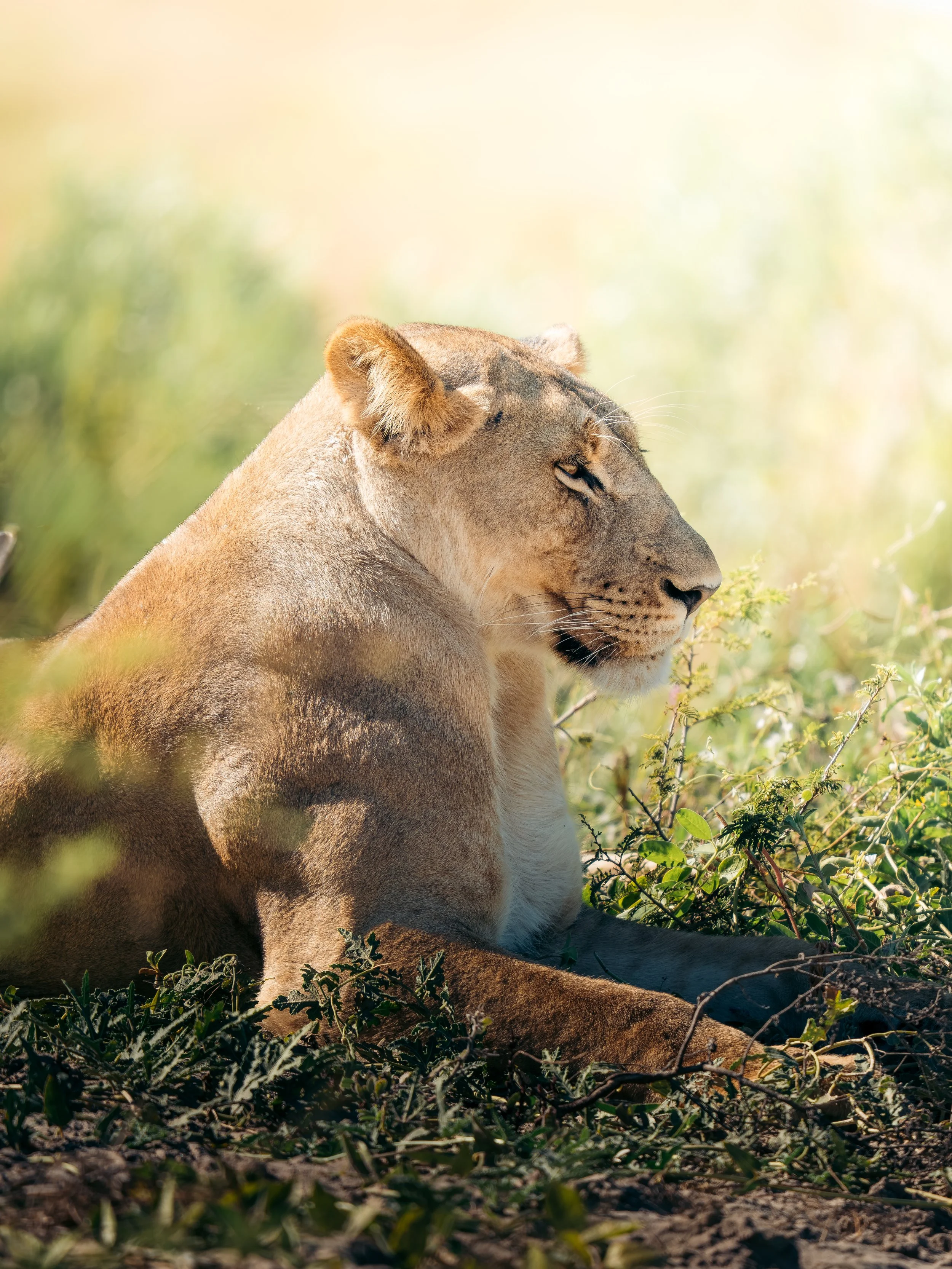 Side profile of a lioness resting in a grassy habitat with sunlight filtering through the background.