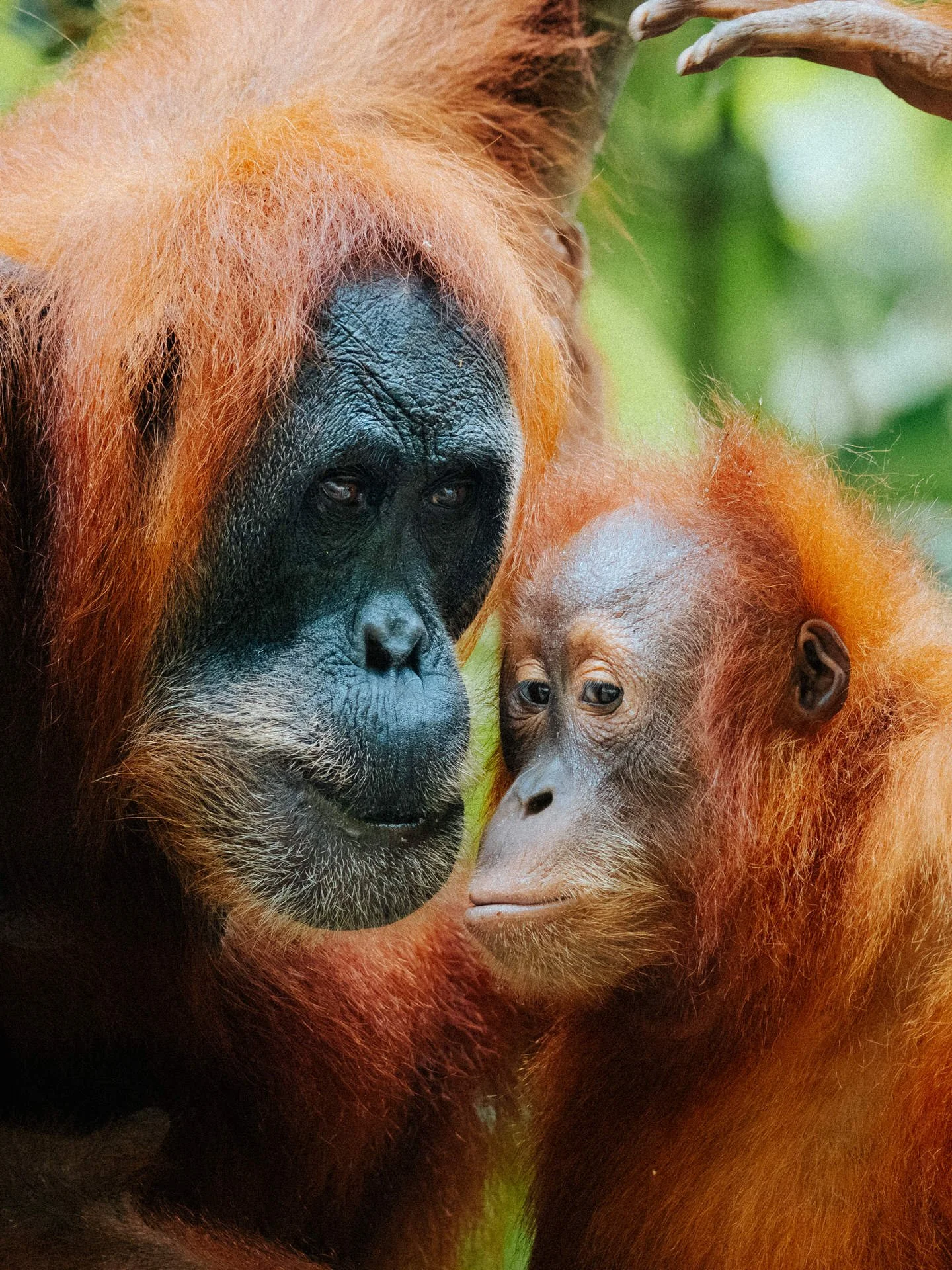 Close-up of two orangutan primates, with the larger one on the left and the smaller on the right, both with orange hair and dark faces, touching faces in a natural green environment.