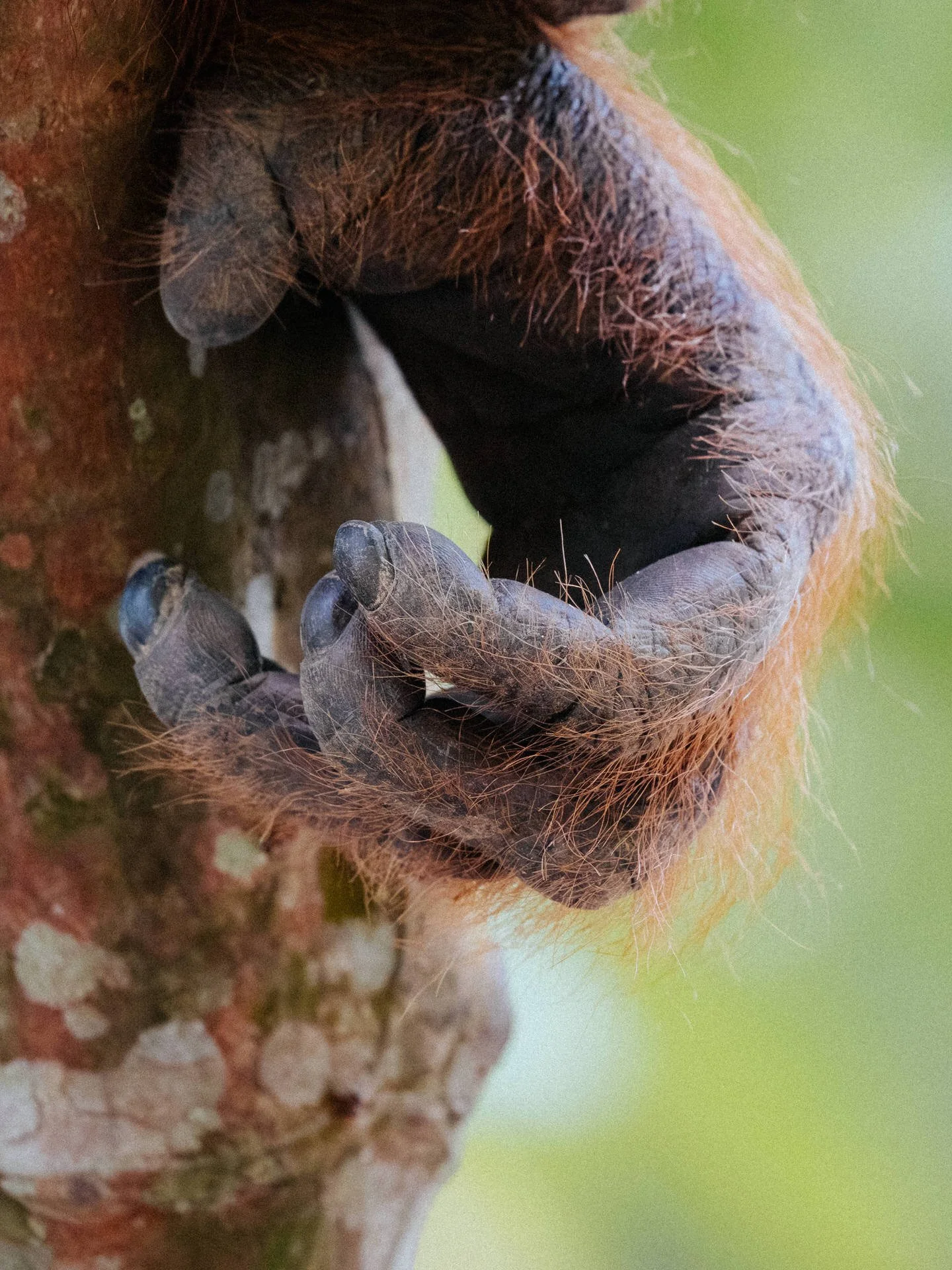 Close-up of orangutan's hand gripping tree bark.
