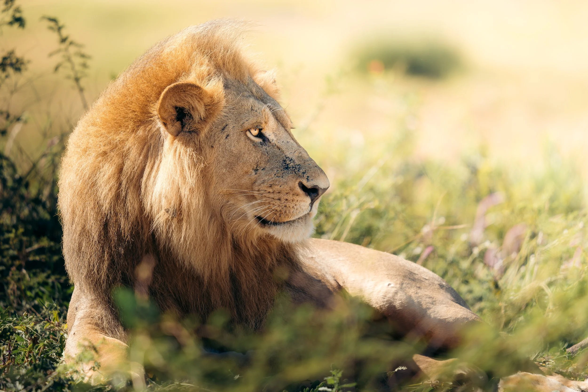 A lion resting on the grass in a natural habitat with green vegetation and soft sunlight.