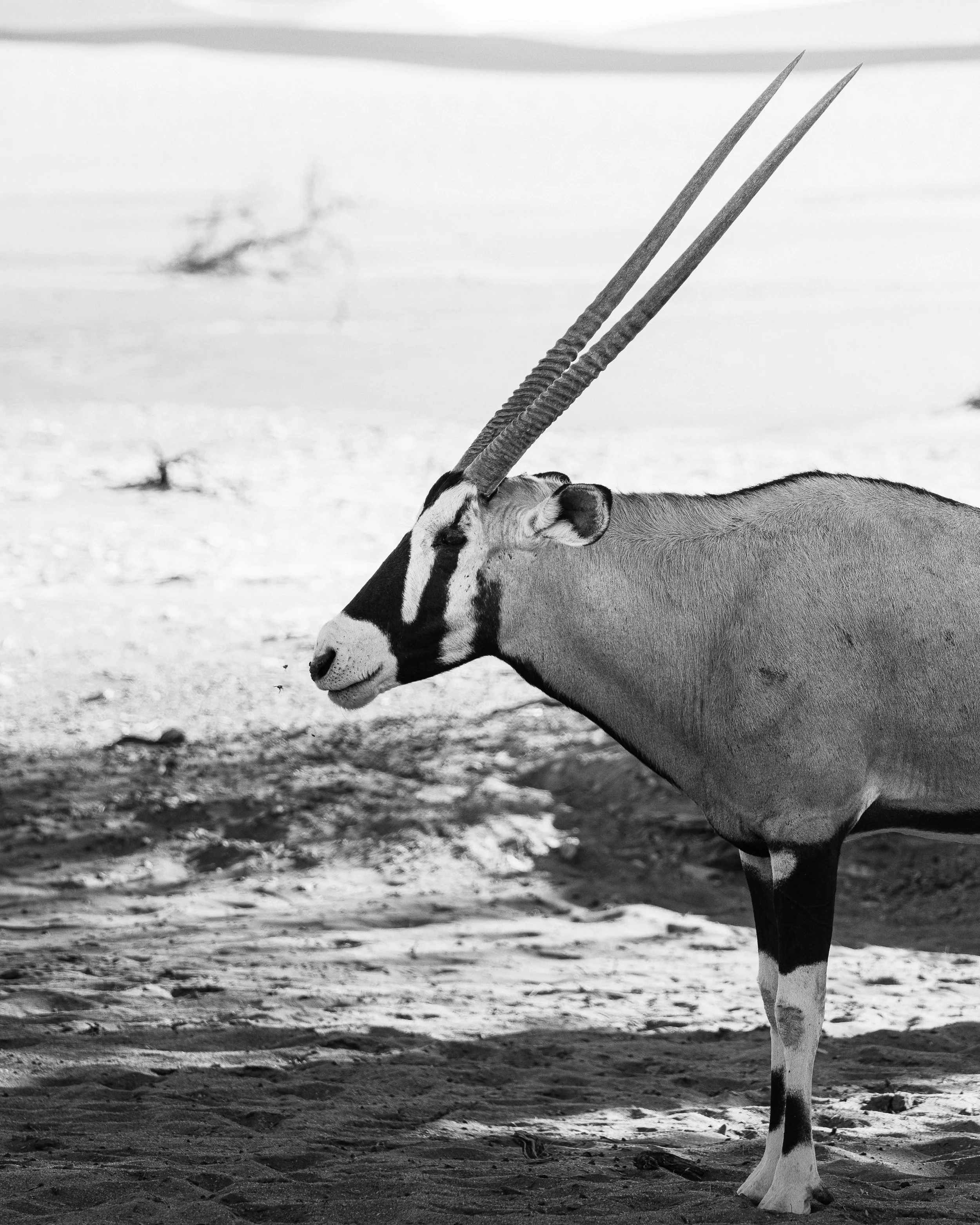 A black and white photograph of an oryx, a type of antelope, standing on desert sand with its head turned sideways. It has long, straight horns and distinctive face markings.