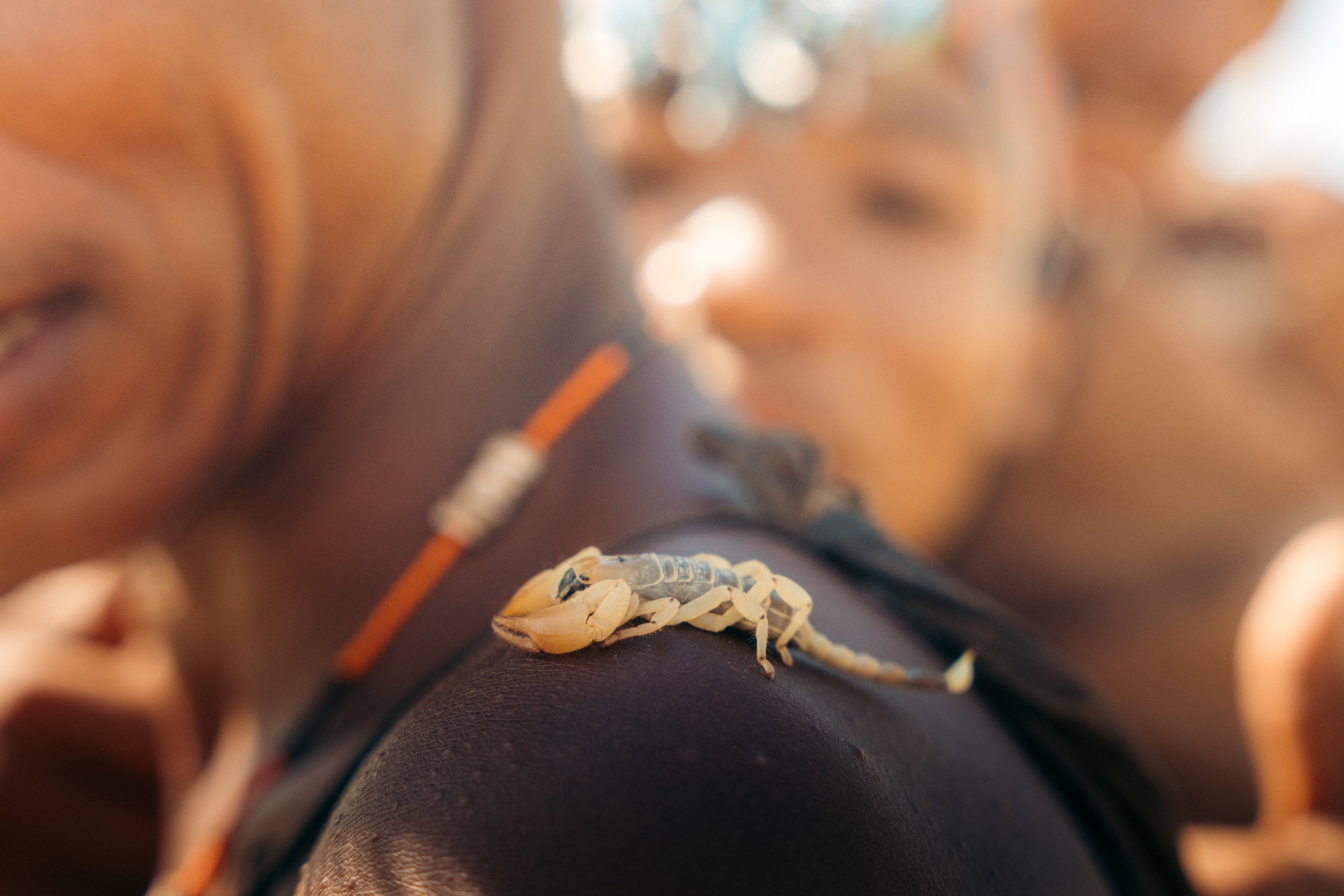Close-up of a tiny insect, possibly a termite, on a person's leg with a blurred background featuring a person sitting and a chain necklace.