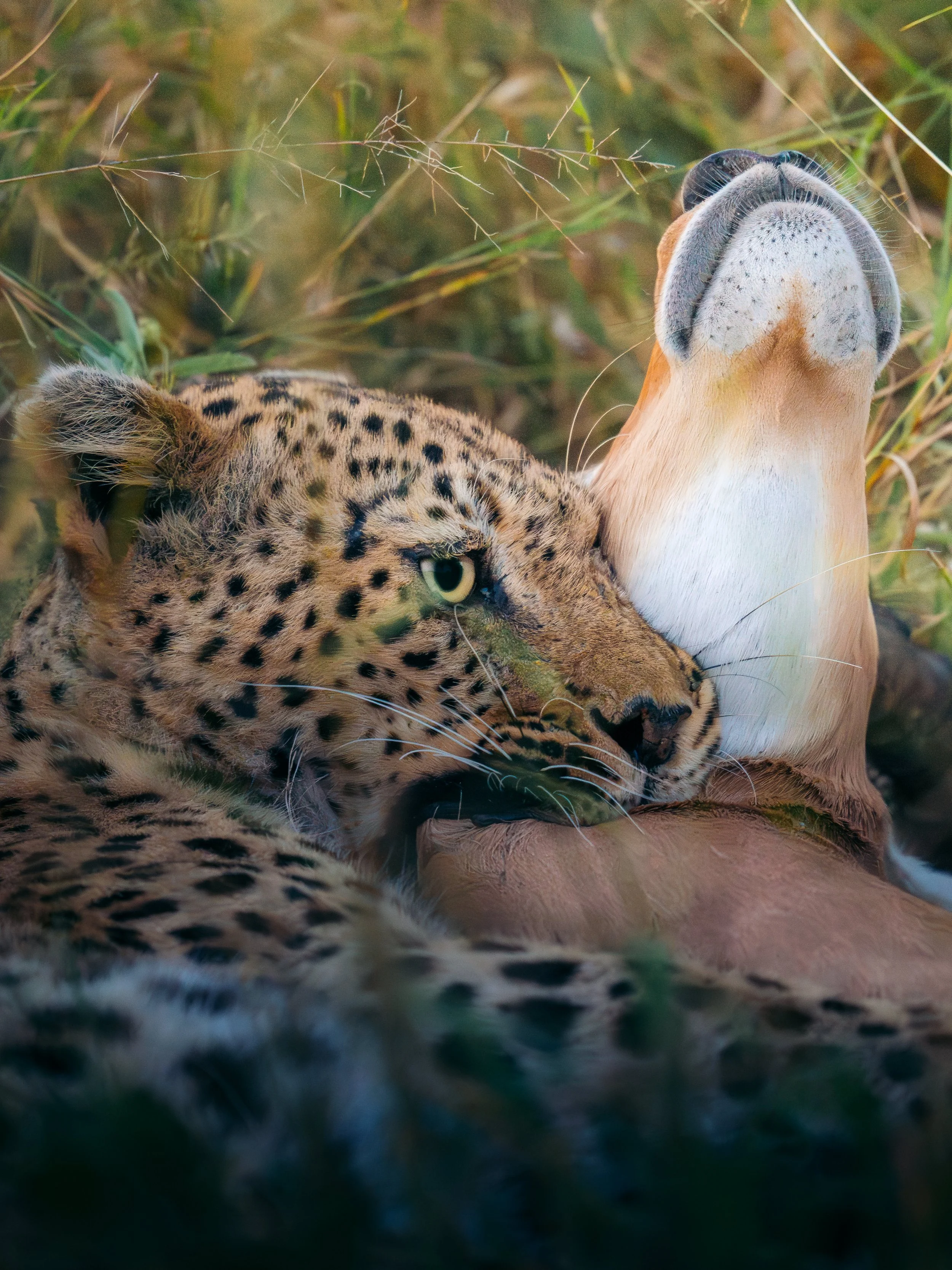 Close-up of a cheetah and a lion resting together in tall grass in a natural setting.