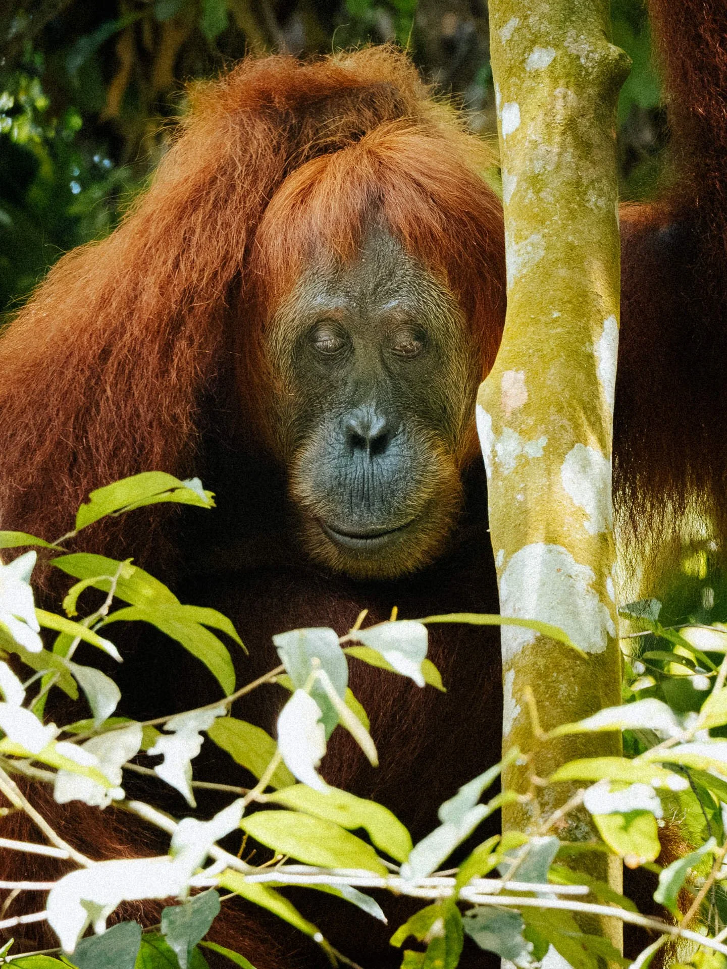 An orangutan with reddish-brown hair resting in the trees, surrounded by green leaves and partial tree trunks.