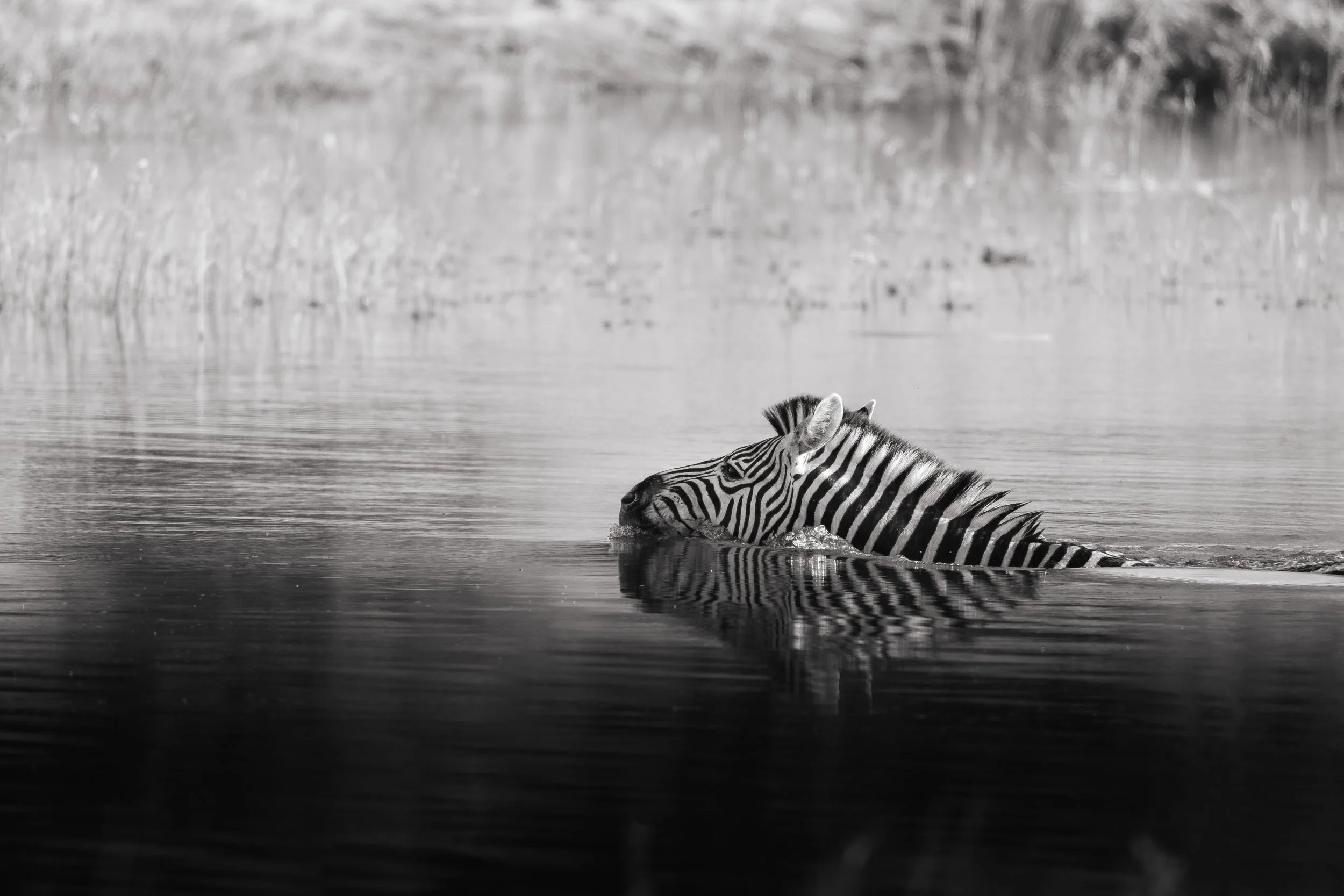 A zebra partially submerged in water with its head and part of its back visible, surrounded by a natural landscape.