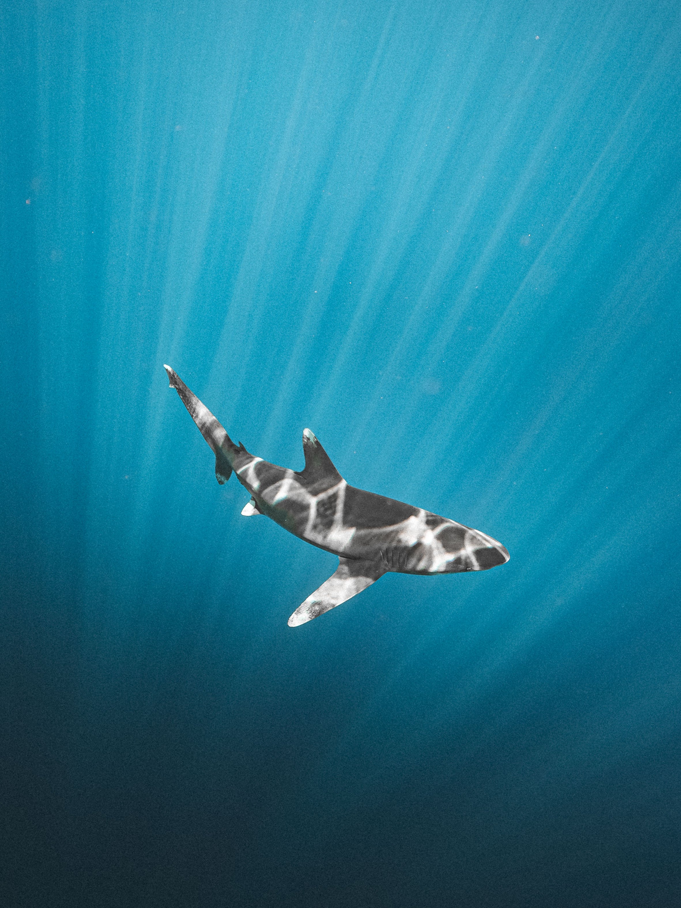 A shark swimming underwater with sunlight filtering through the water.
