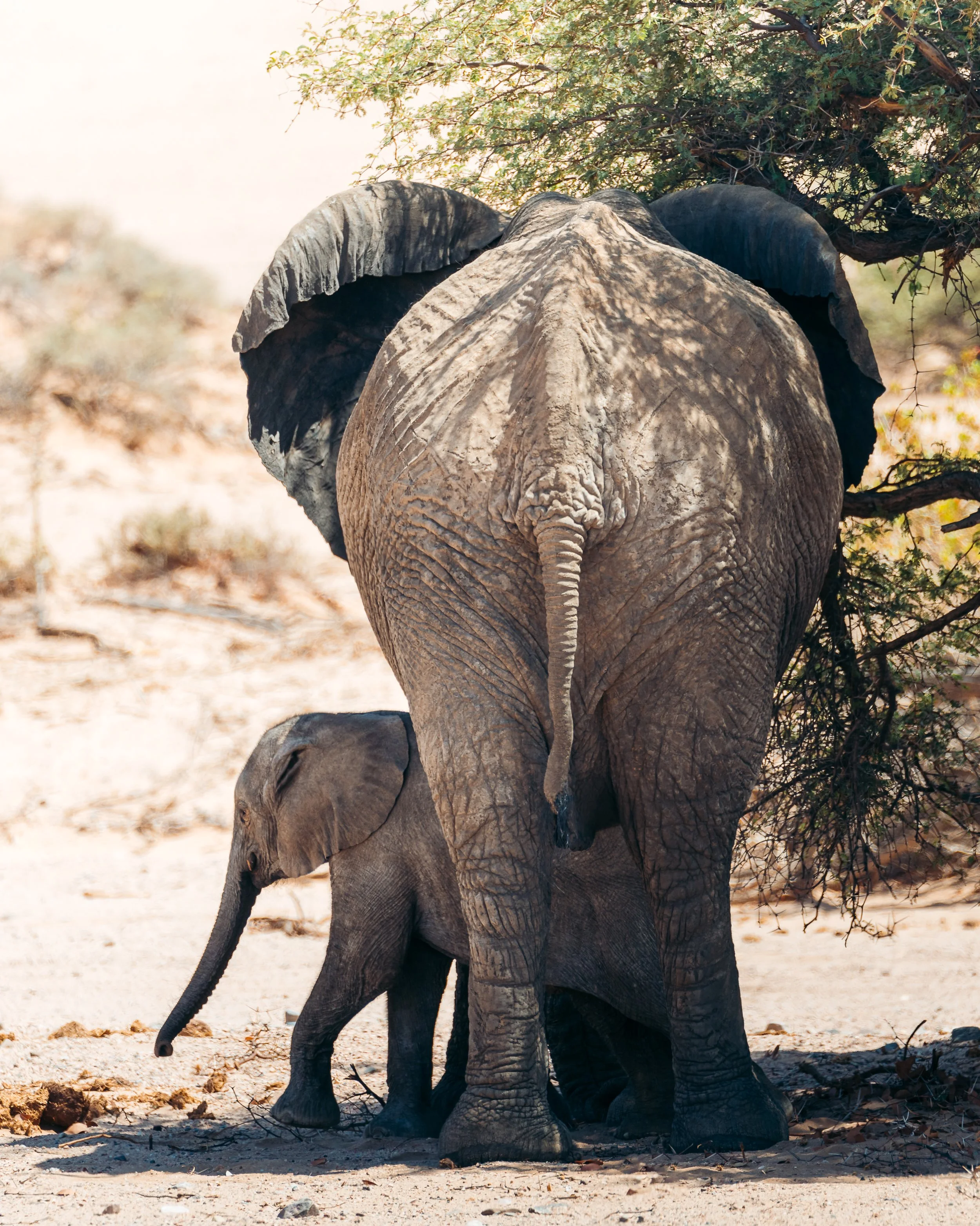 An adult elephant and a baby elephant walking together in a desert-like environment with sparse vegetation.