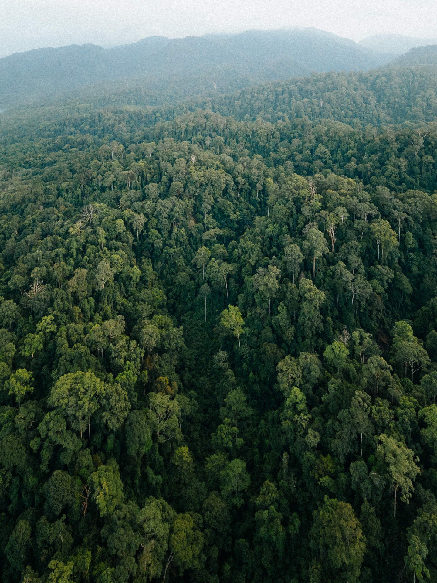 Aerial view of a dense, green tropical forest with a mountain range in the background.
