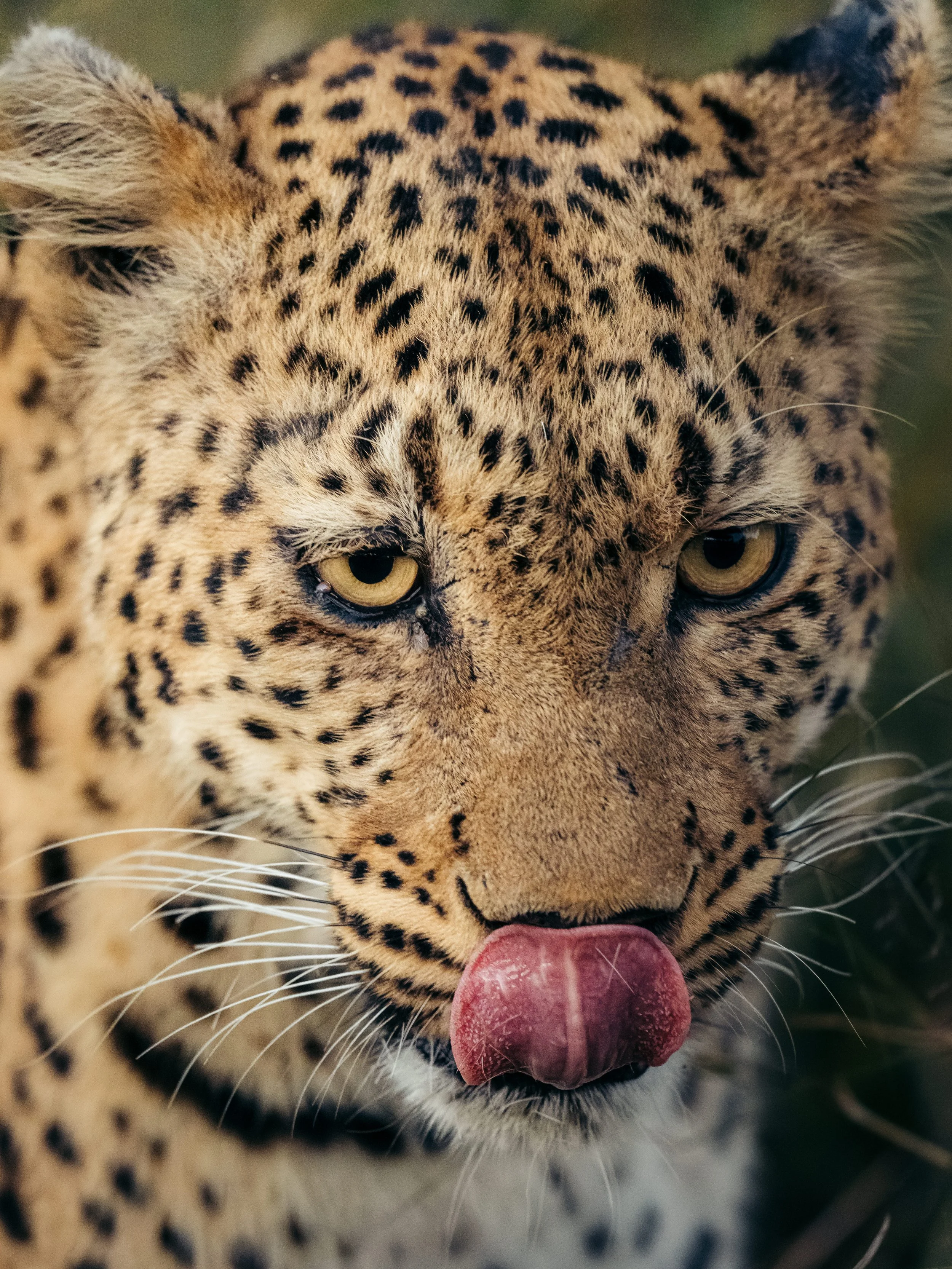 Close-up of a leopard's face with yellow eyes and pink tongue sticking out.