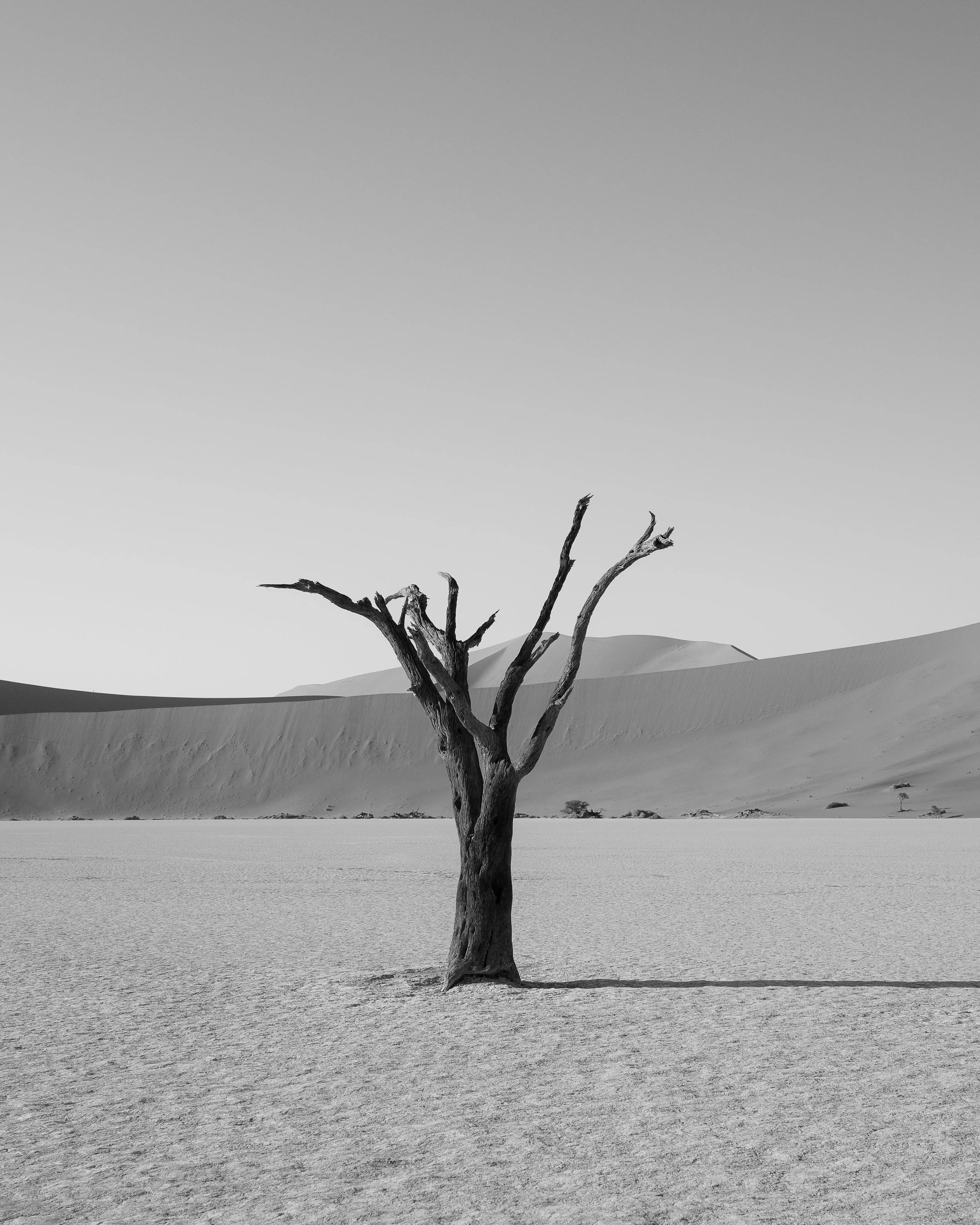 A solitary, leafless tree in a desert landscape with sand dunes in the background, captured in black and white.