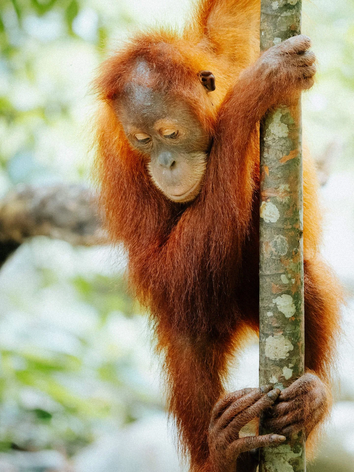 A young orangutan clinging to a tree trunk in a jungle setting.