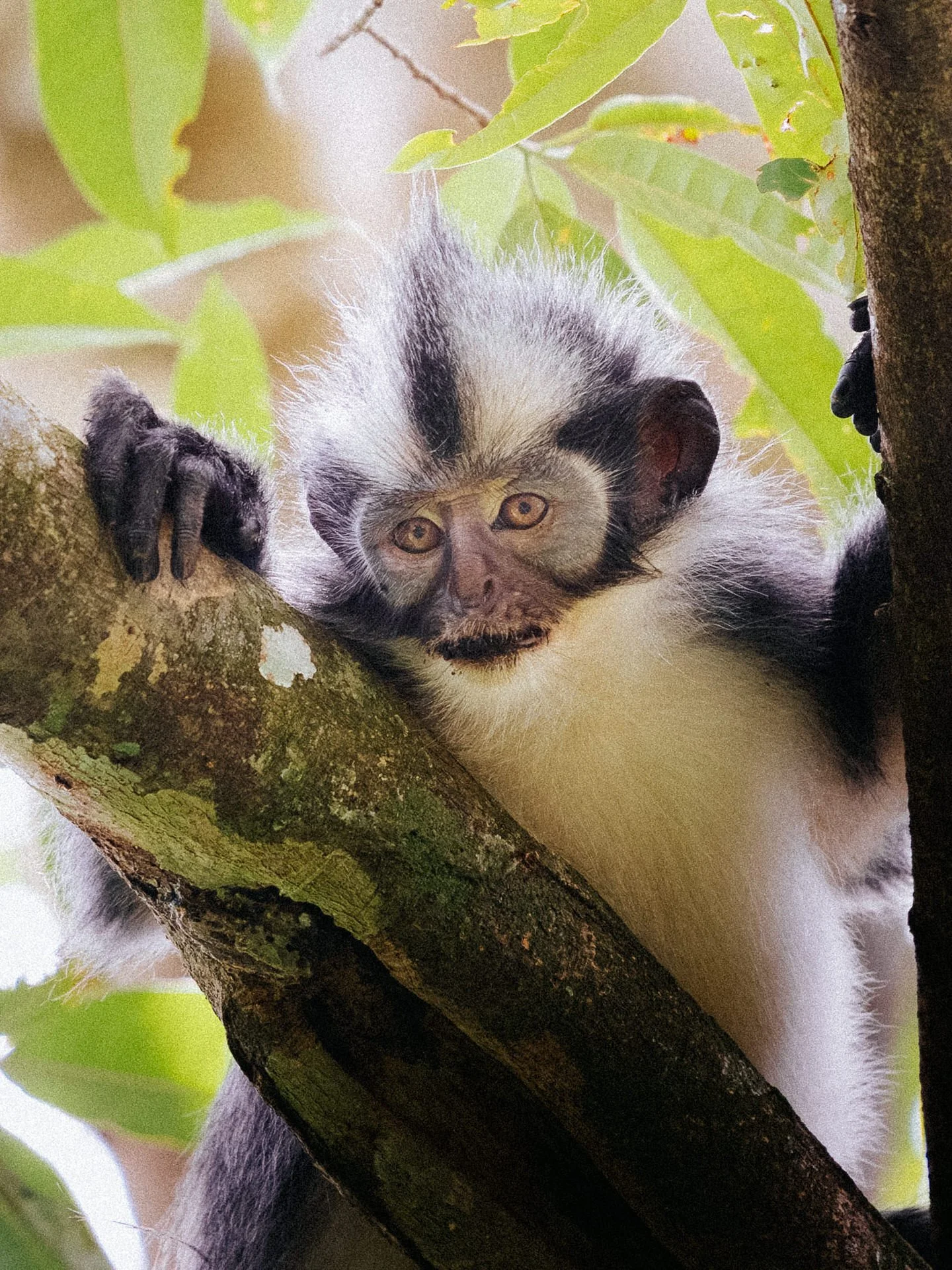 A black and white monkey with distinctive facial markings resting on a tree branch among green leaves.