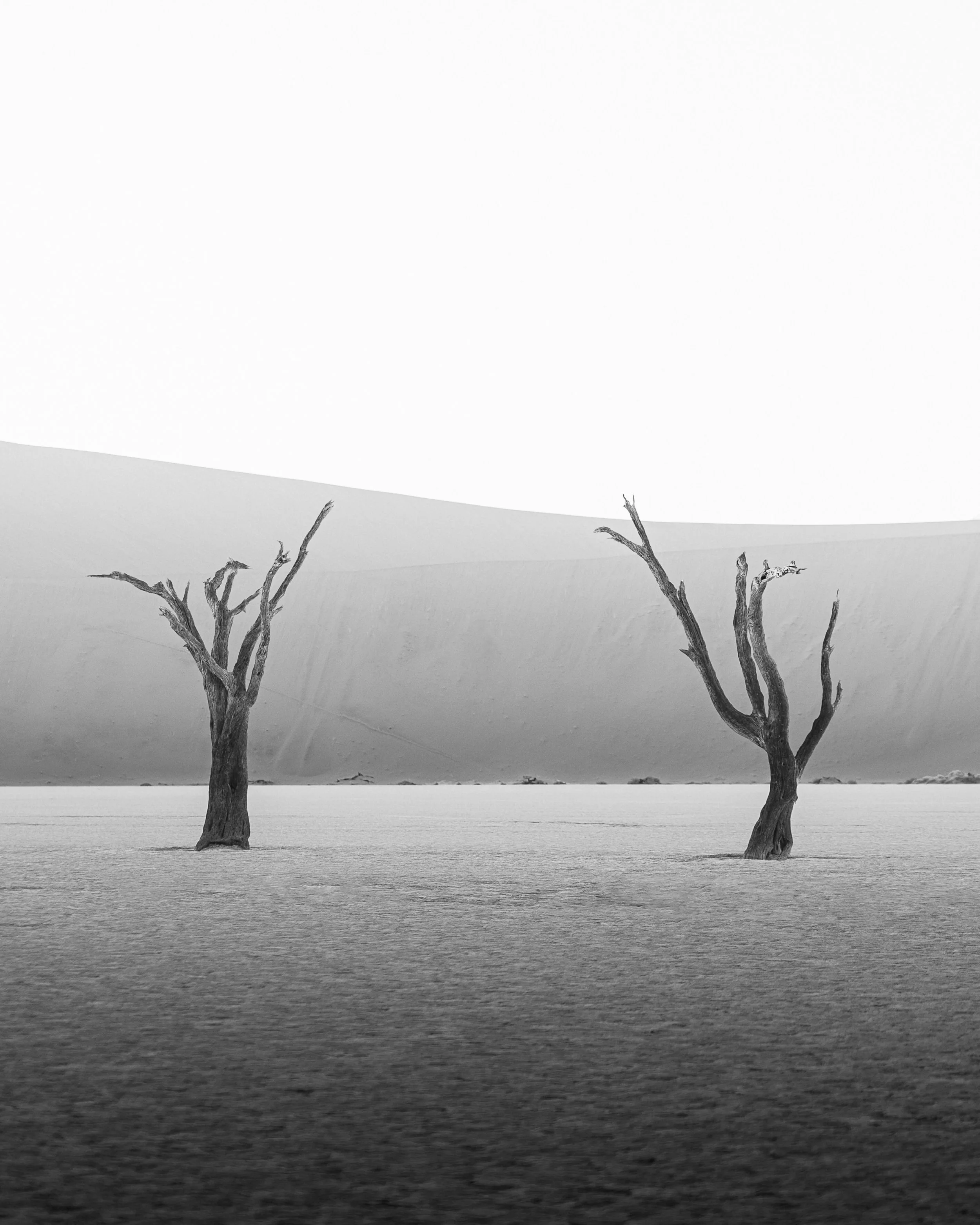 Two leafless trees stand in a desert landscape with sand dunes in the background, in black and white.
