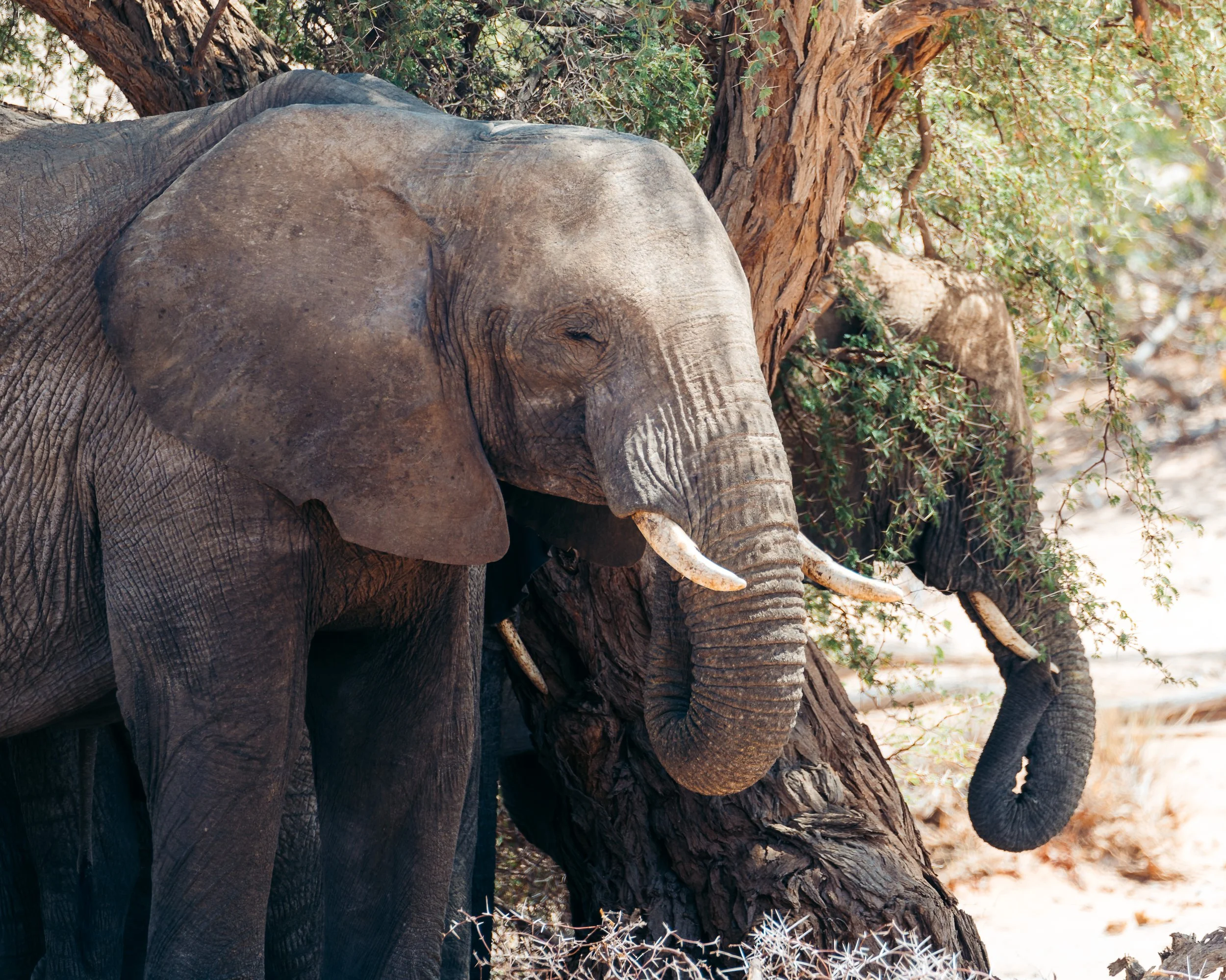 An elephant standing next to a tree in a dry, wooded environment.
