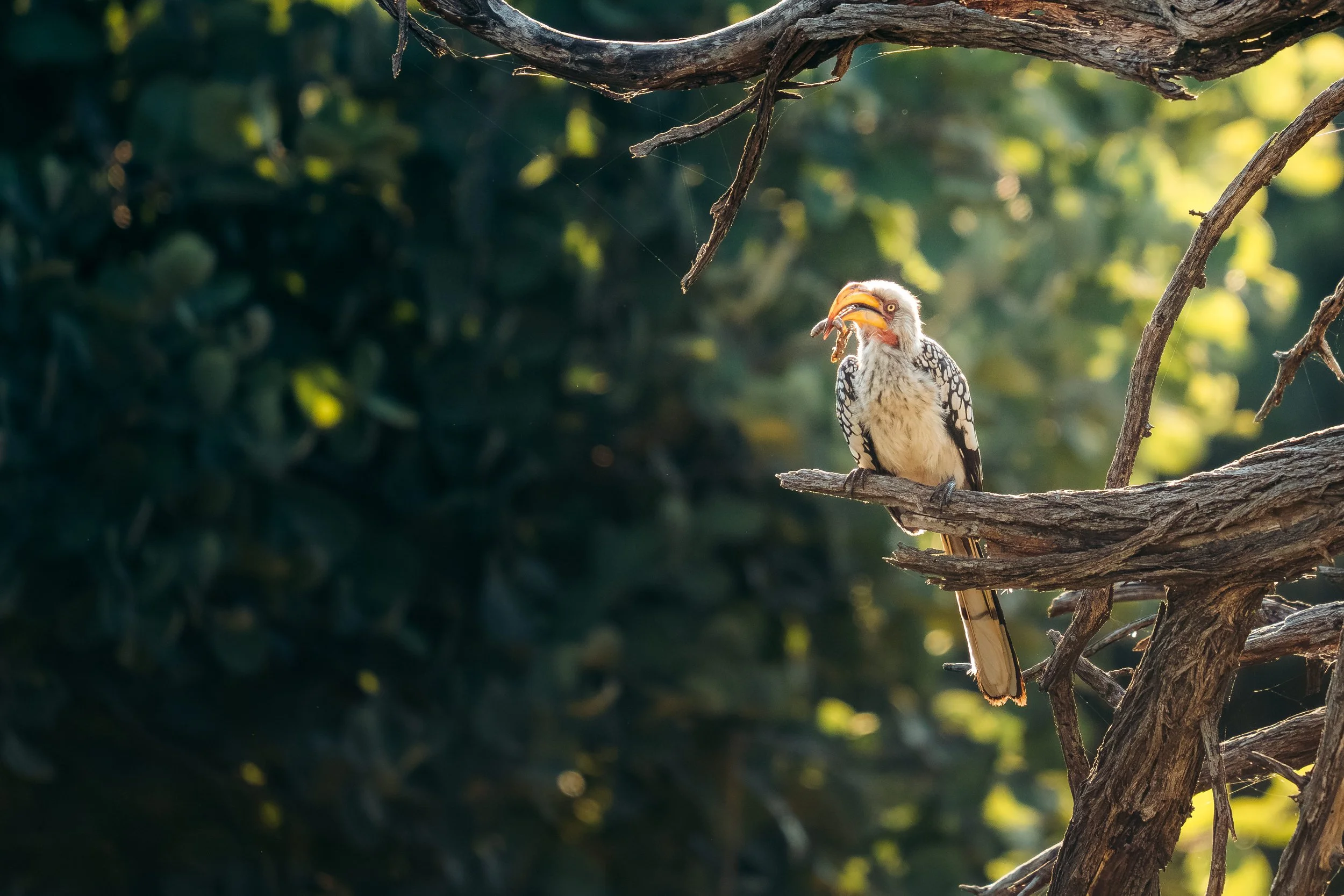 A bird perched on a tree branch, with a beak full of insects, surrounded by a lush green forest background.