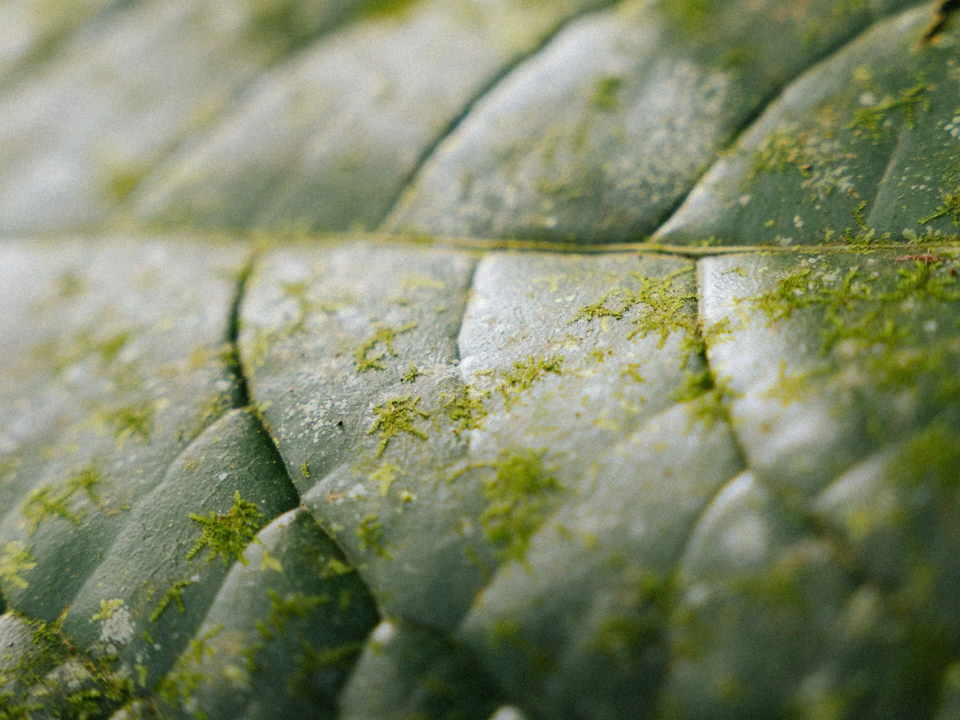 Close-up of green leaves with patches of moss or lichen growing on their surface.