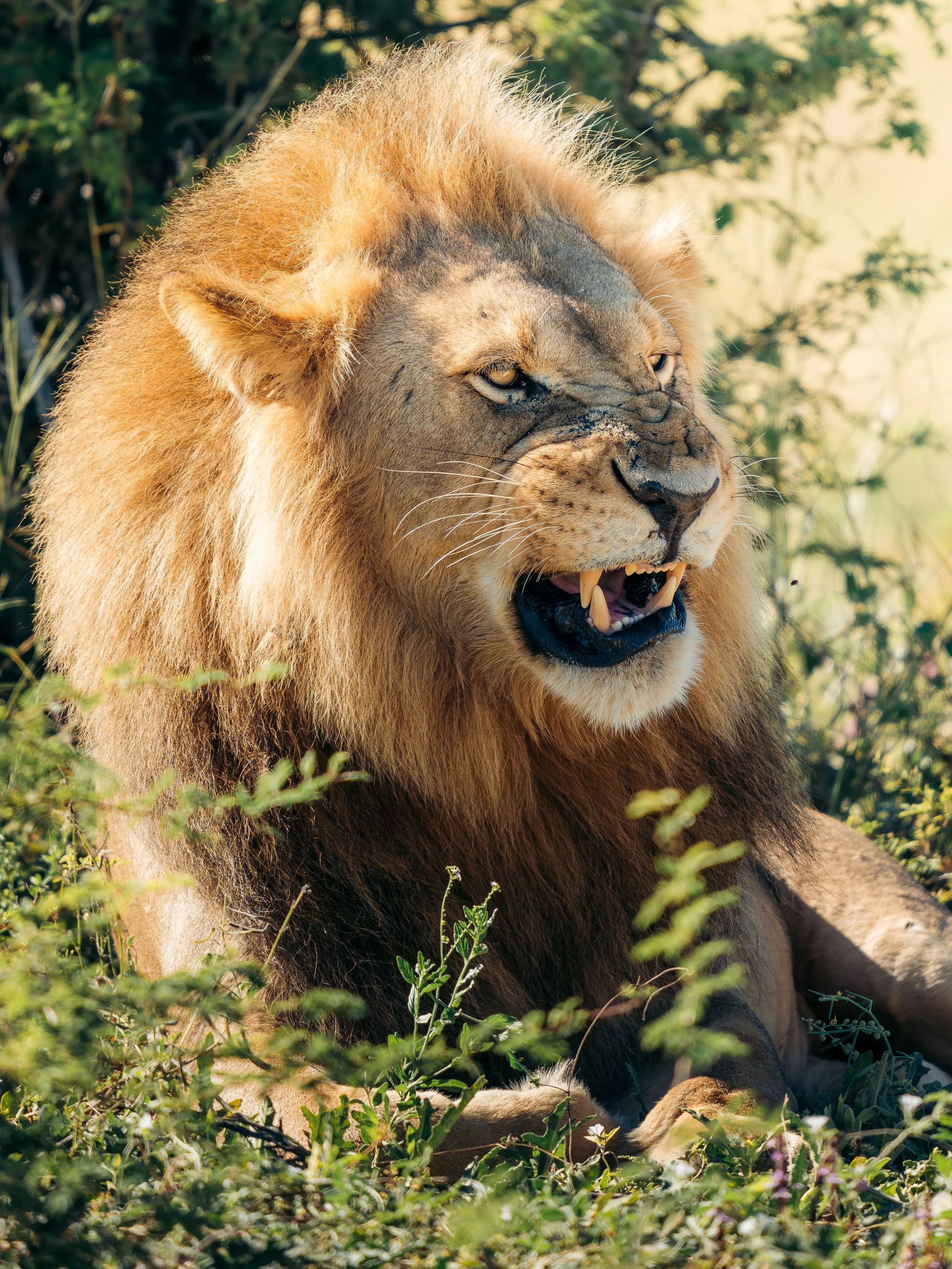 A lion resting among green bushes, with its mouth slightly open and showing sharp teeth, in a natural outdoor setting.