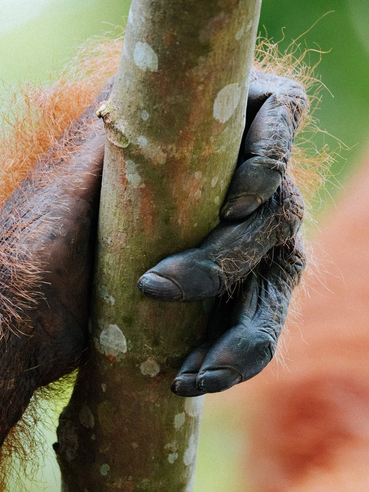 Close-up of a black hand gripping a tree trunk in a rainforest setting.