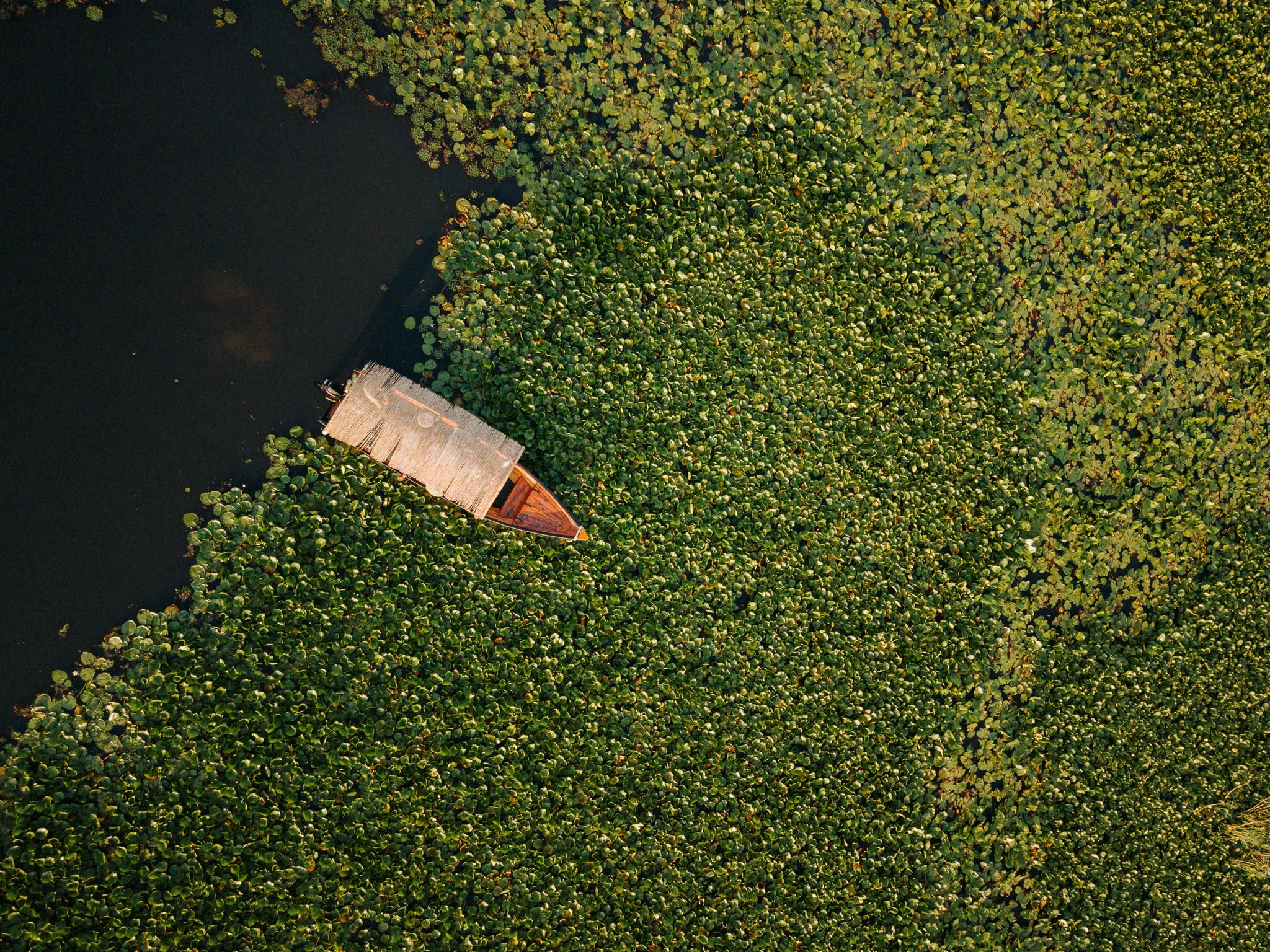 Aerial view of a small boat floating on dark water surrounded by a dense field of green lily pads with some yellowing leaves.