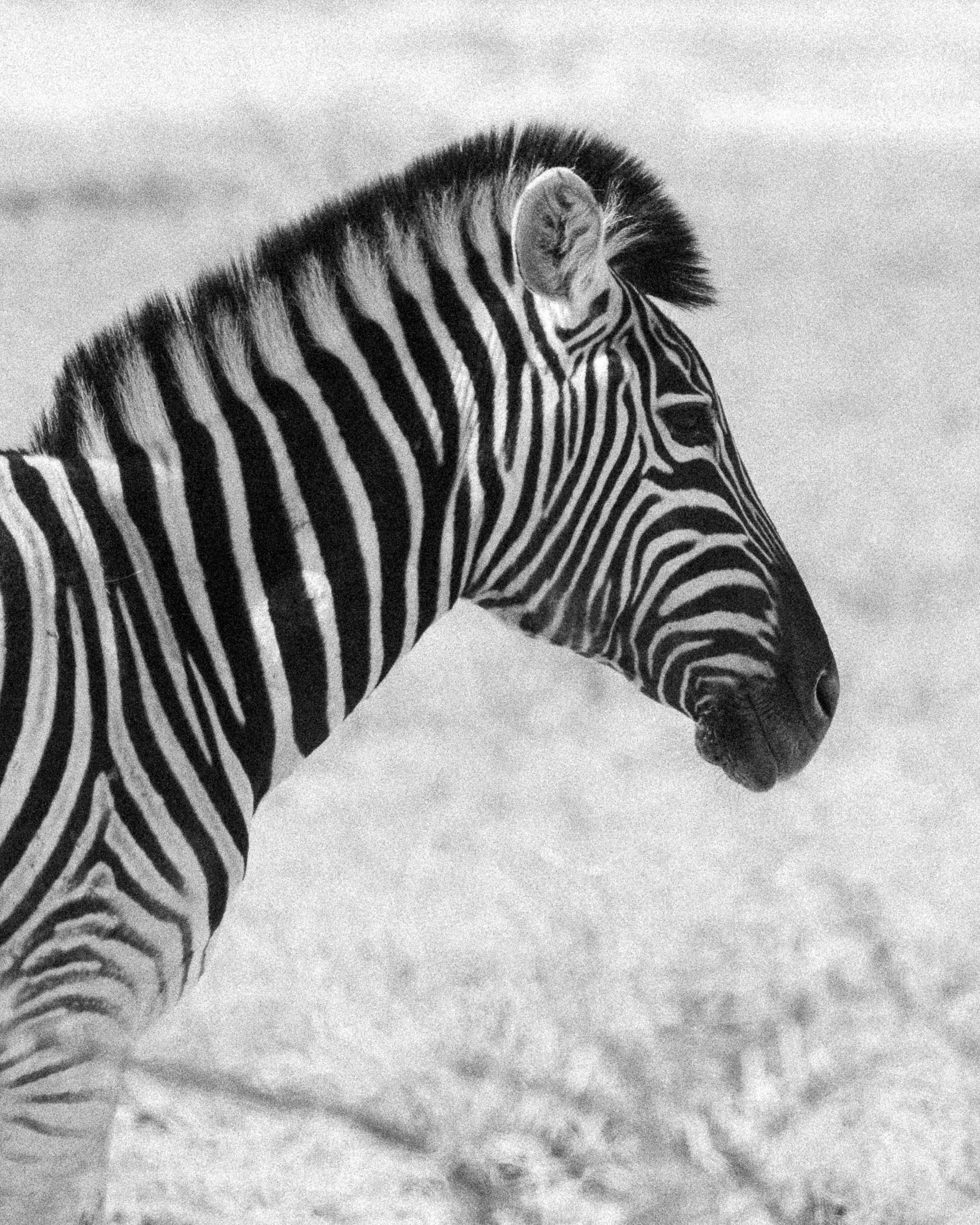 Black and white photograph of a zebra standing on sandy ground, facing right with clear striped pattern on body, face, and mane.