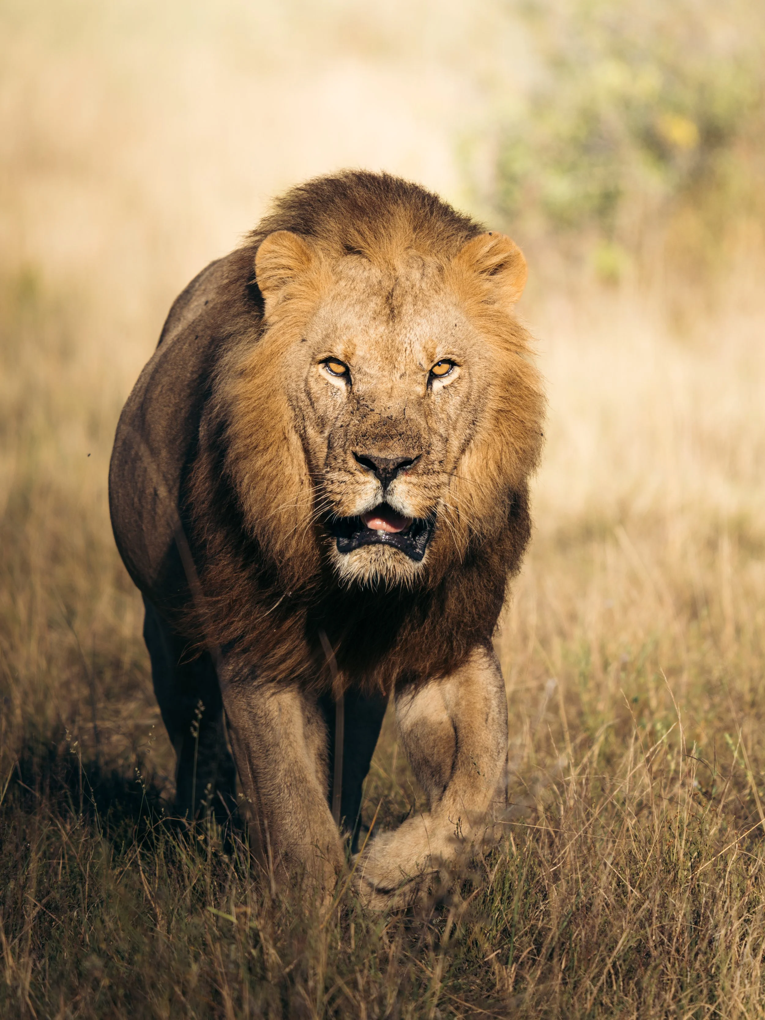 A male lion walking through tall grass in a savannah.