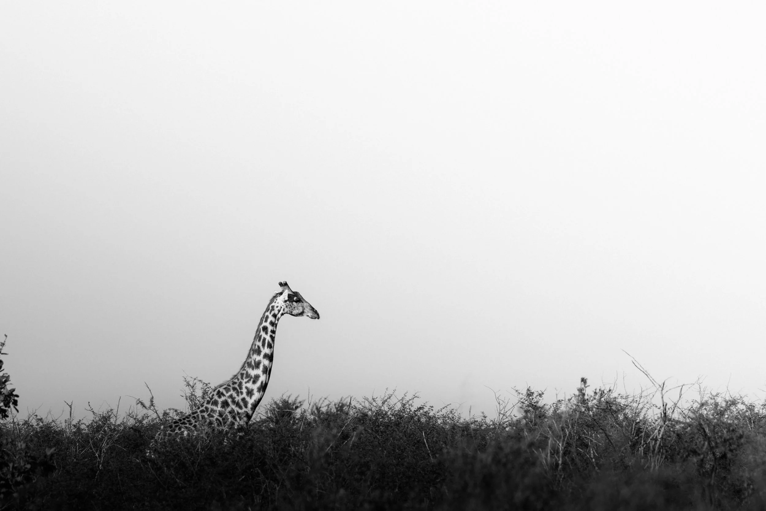 A black and white photograph of a giraffe standing among bushes with a mostly clear sky in the background.