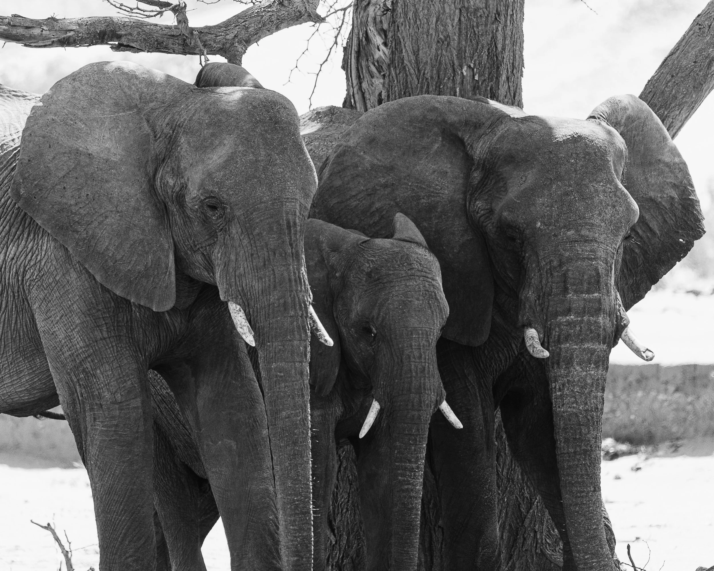 A group of three elephants standing together near a tree in a natural setting, in black and white.