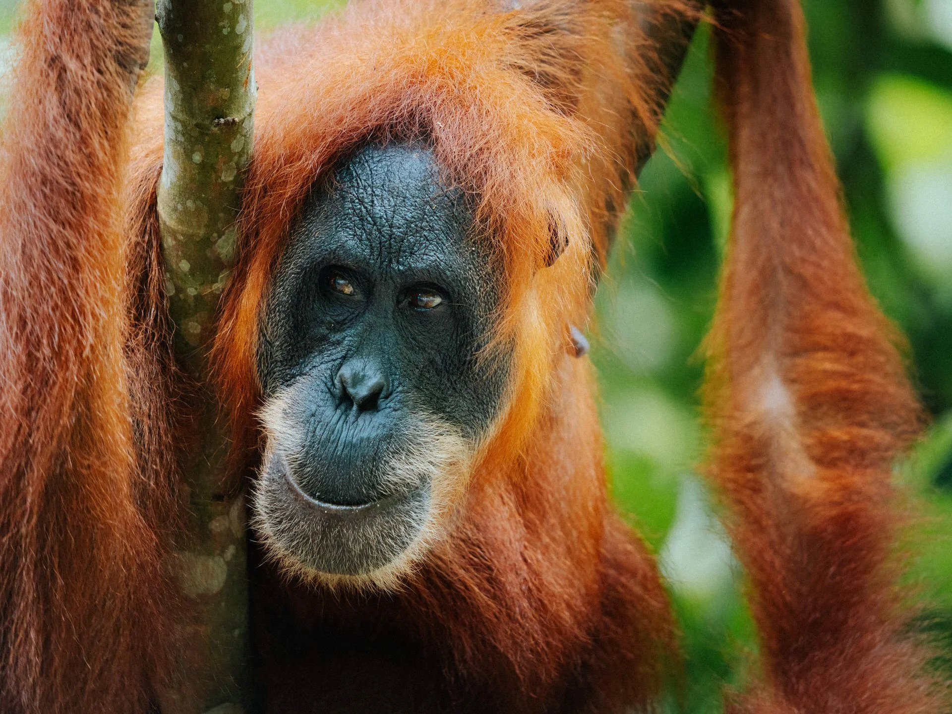 Close-up of an orangutan's face with dark facial features and orange fur, surrounded by green foliage.