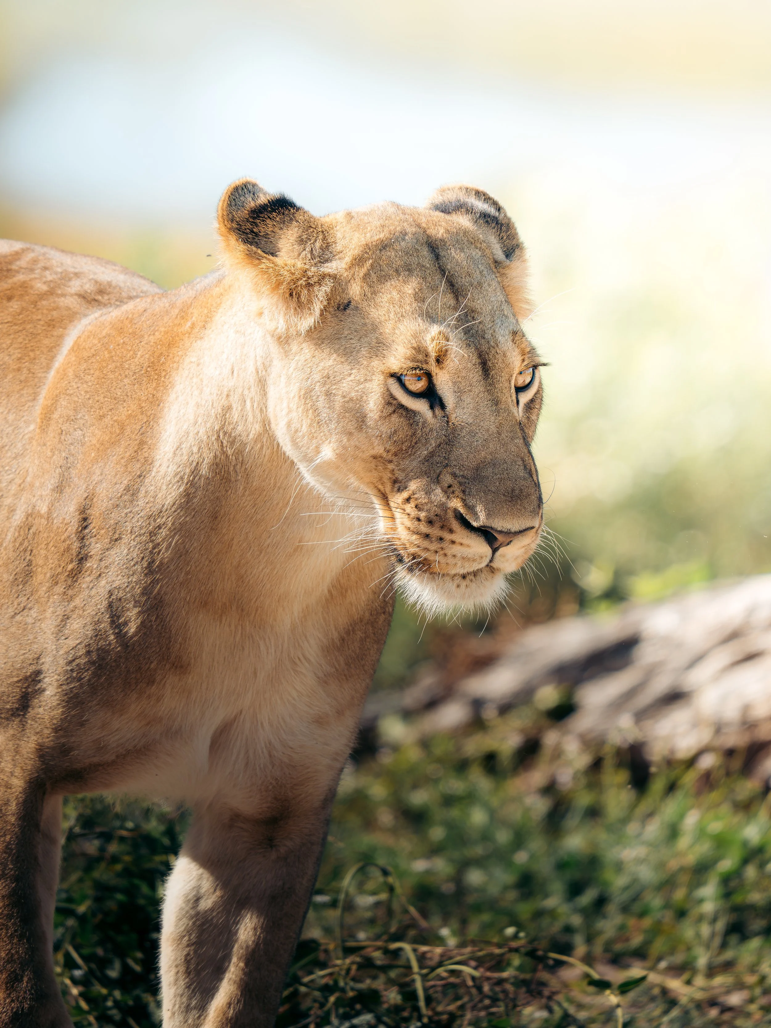 Close-up of a lioness standing on grass, with a blurred natural background.