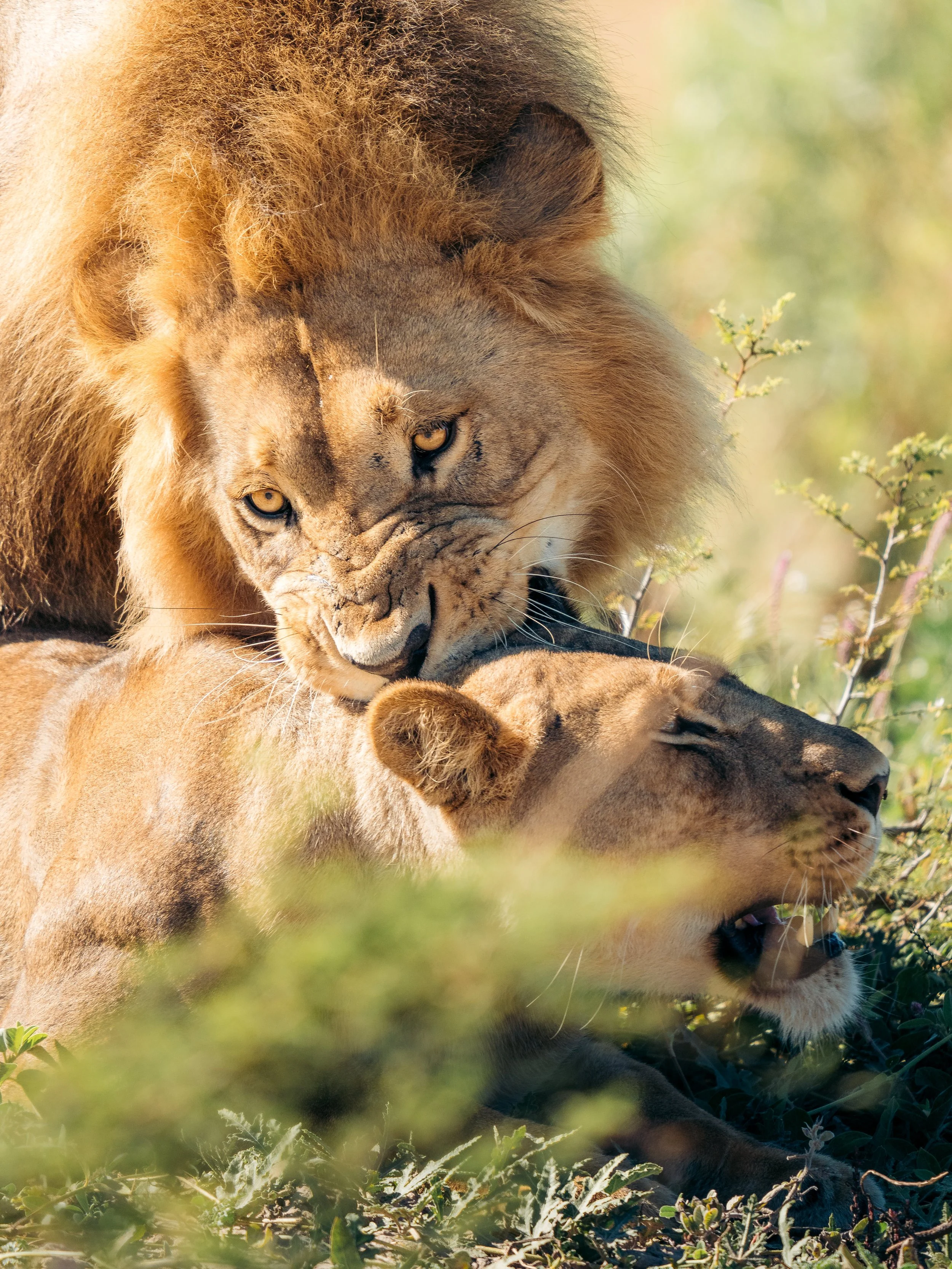 A lioness grooming a lion, both lying on the ground in a grassland area, with greenery in the background.