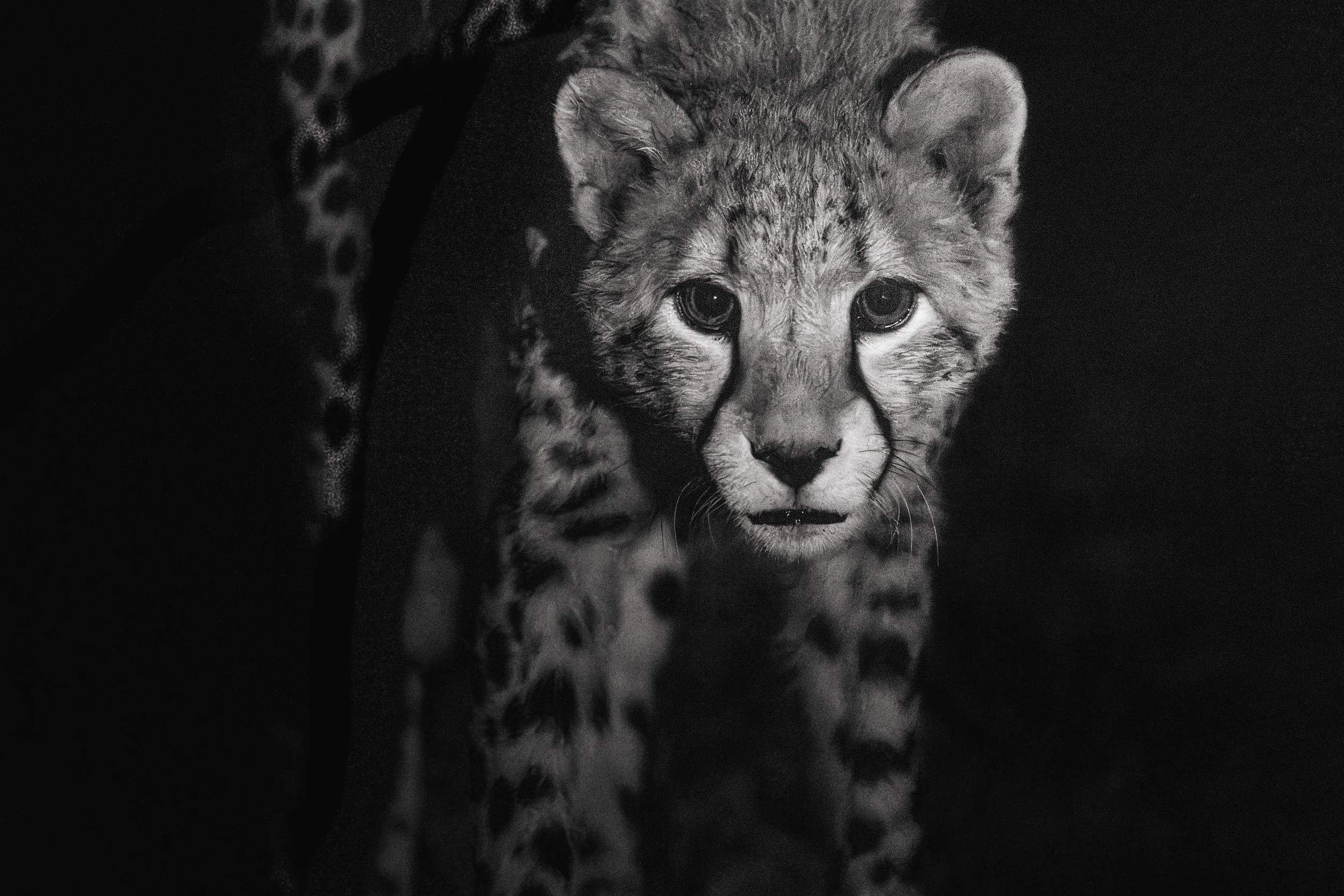 A black-and-white photograph of a young lion cub with a dark background. The cub is looking directly at the camera, with a serious expression and big, expressive eyes.
