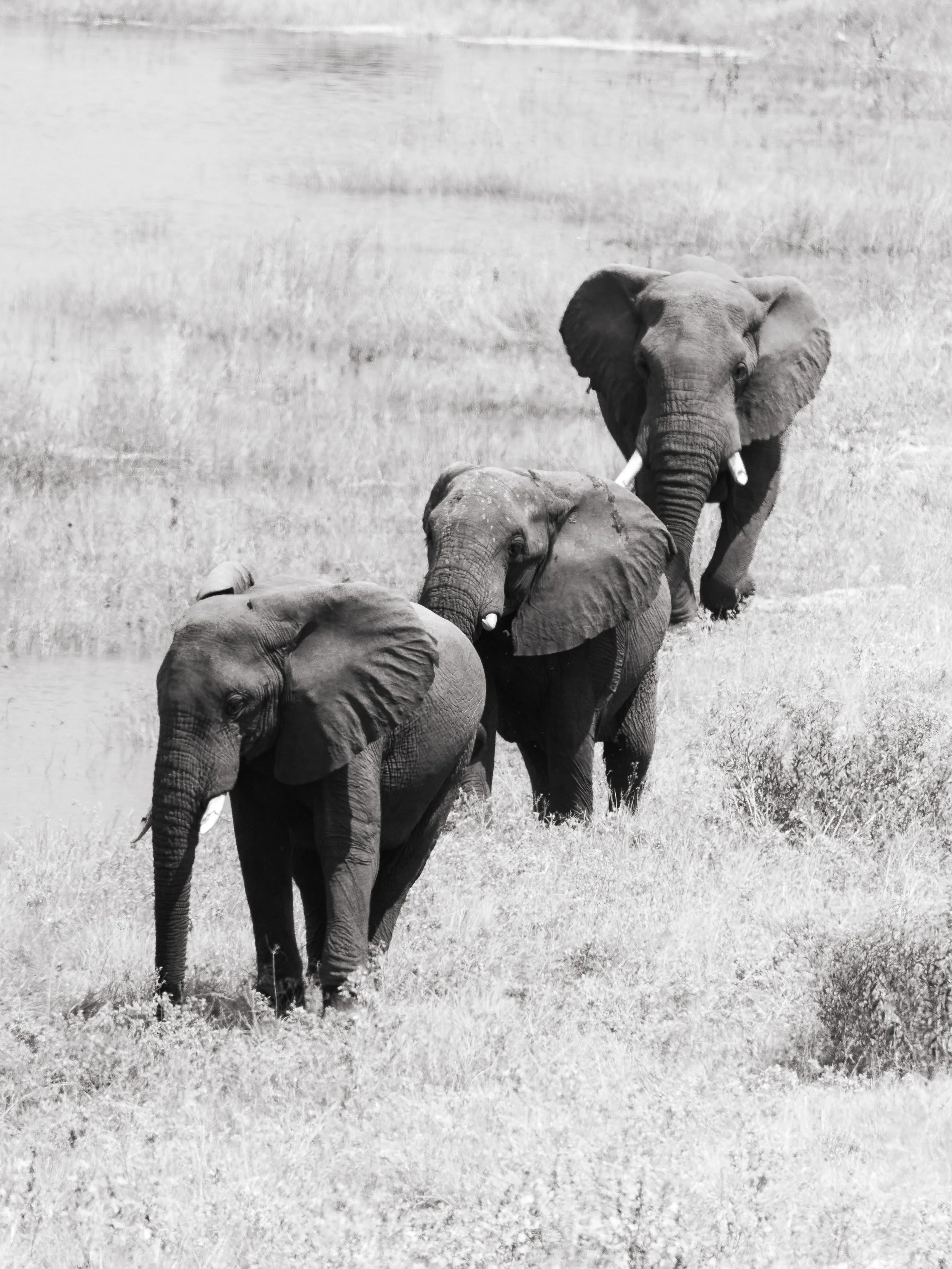 A black-and-white photo of three elephants walking through a grassy plain.