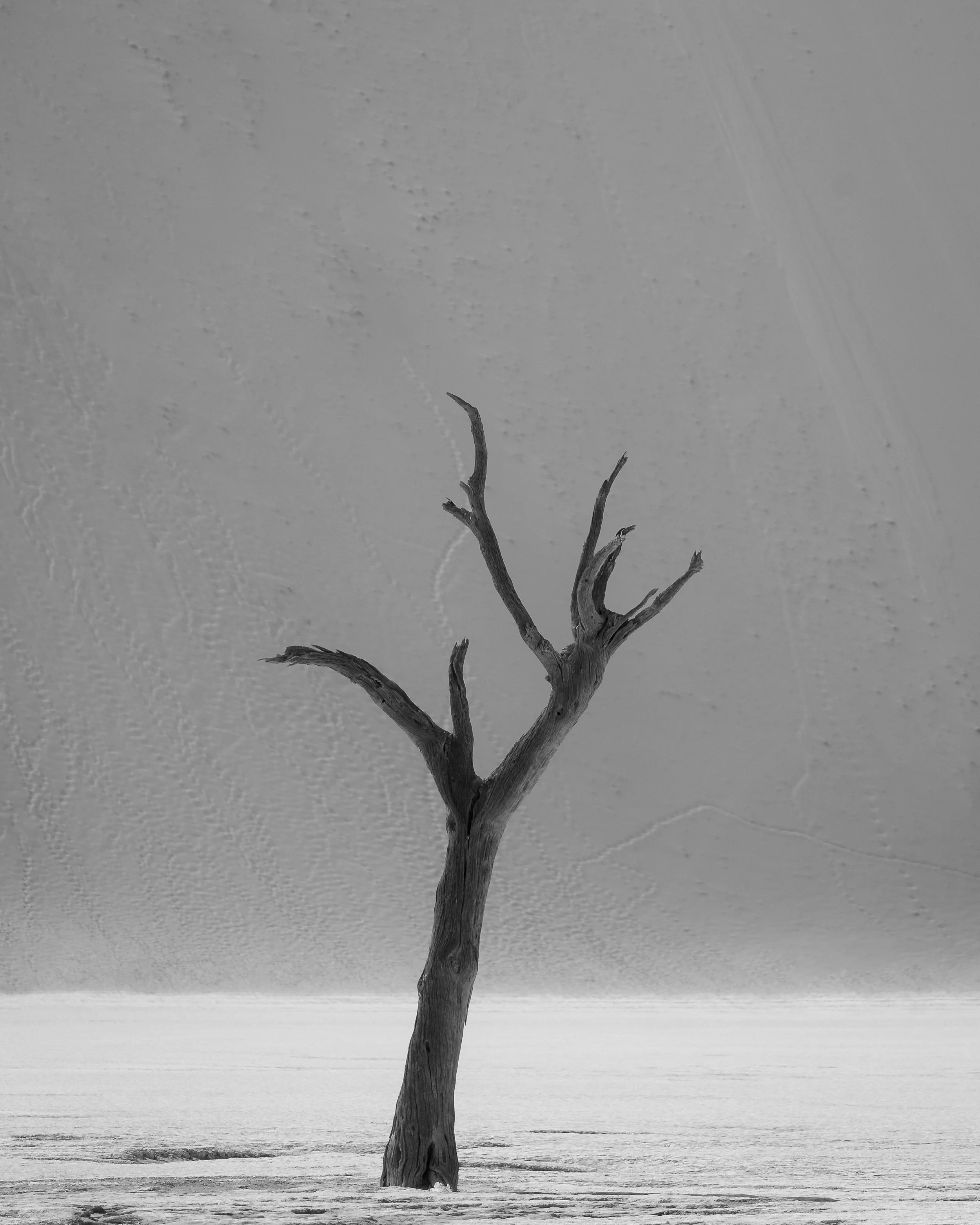 A dead tree standing alone in a barren, snow-covered landscape with a cloudy sky in the background.