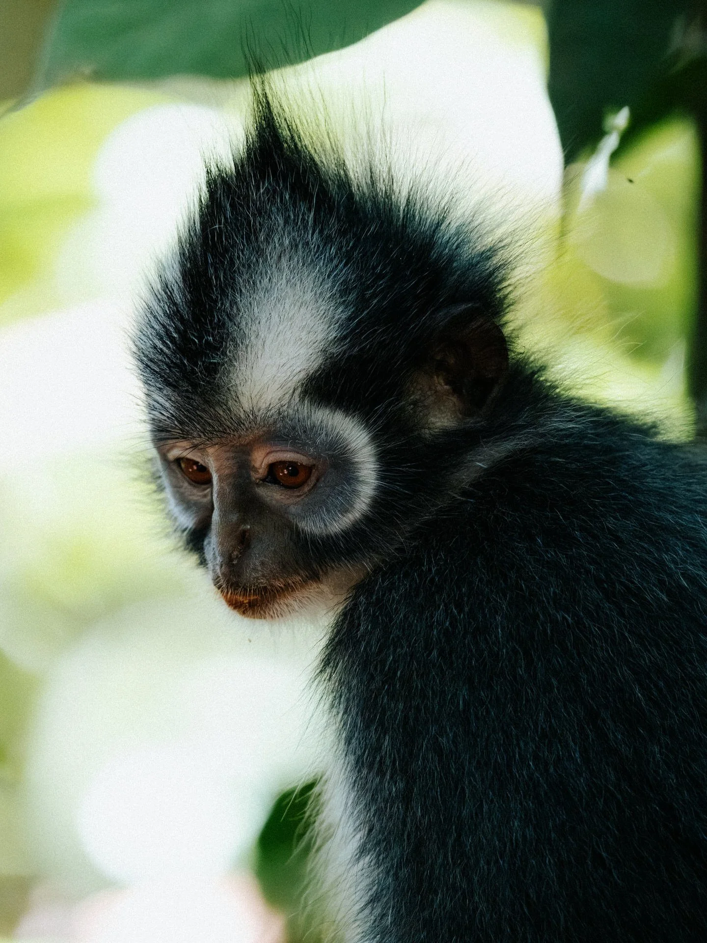Close-up of a black and white tamarin monkey with a distinctive spiky white head, sitting among green leaves.