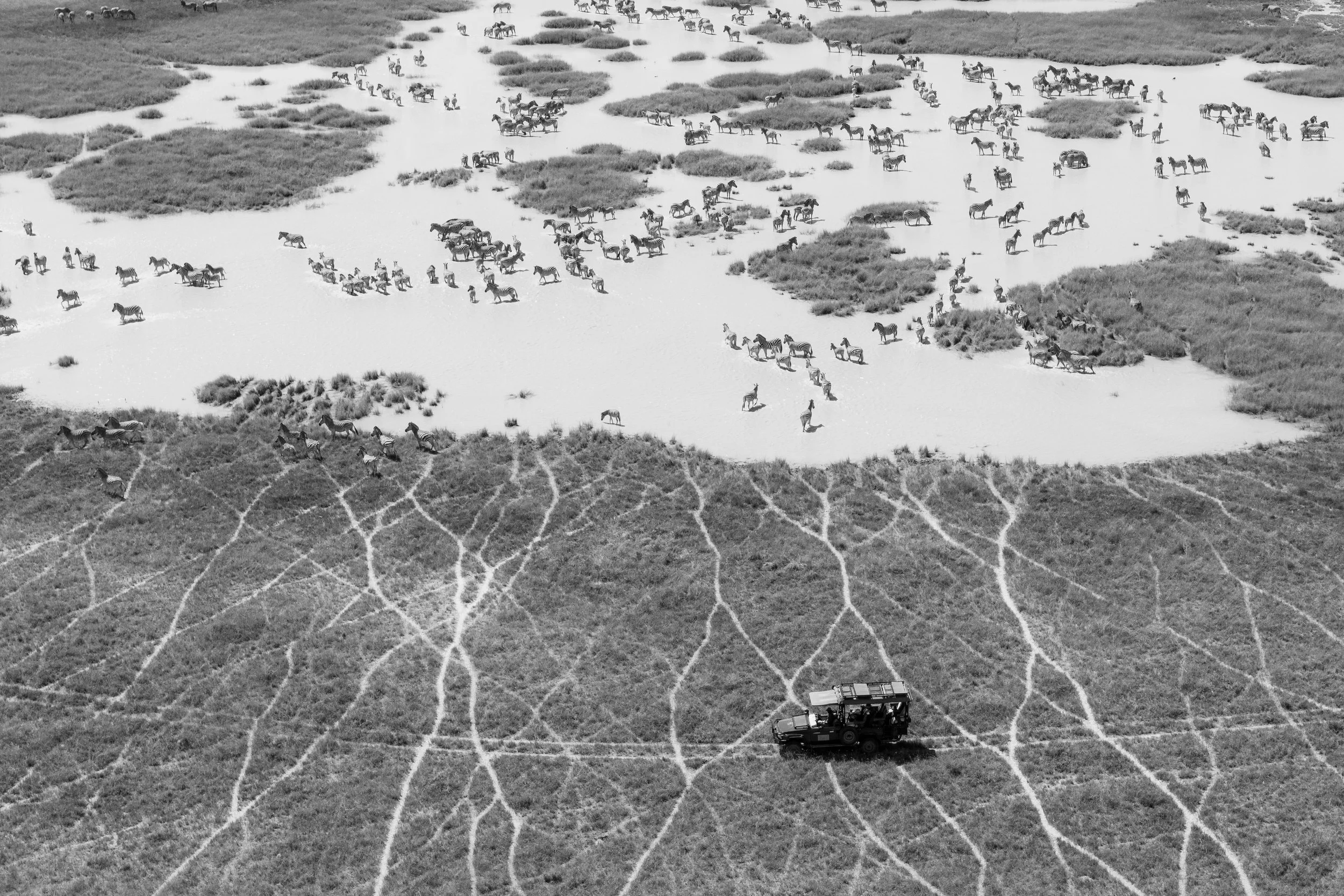 A black and white aerial view of a large herd of zebras and wildebeests crossing a river among patches of grass and sand dunes. A safari vehicle is visible on the sandy terrain in the foreground.